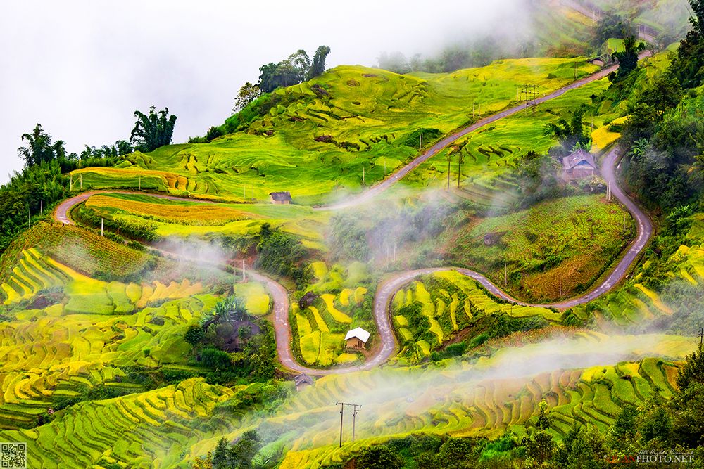 quanphoto, landscape, road, golden, rice, terrace, farmland, agriculture, culture, rural, highland, clouds, vietnam, quanphoto