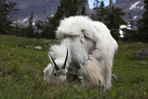 Alpine Goats Glacier National Park U.S.A, MYONGSUK IM