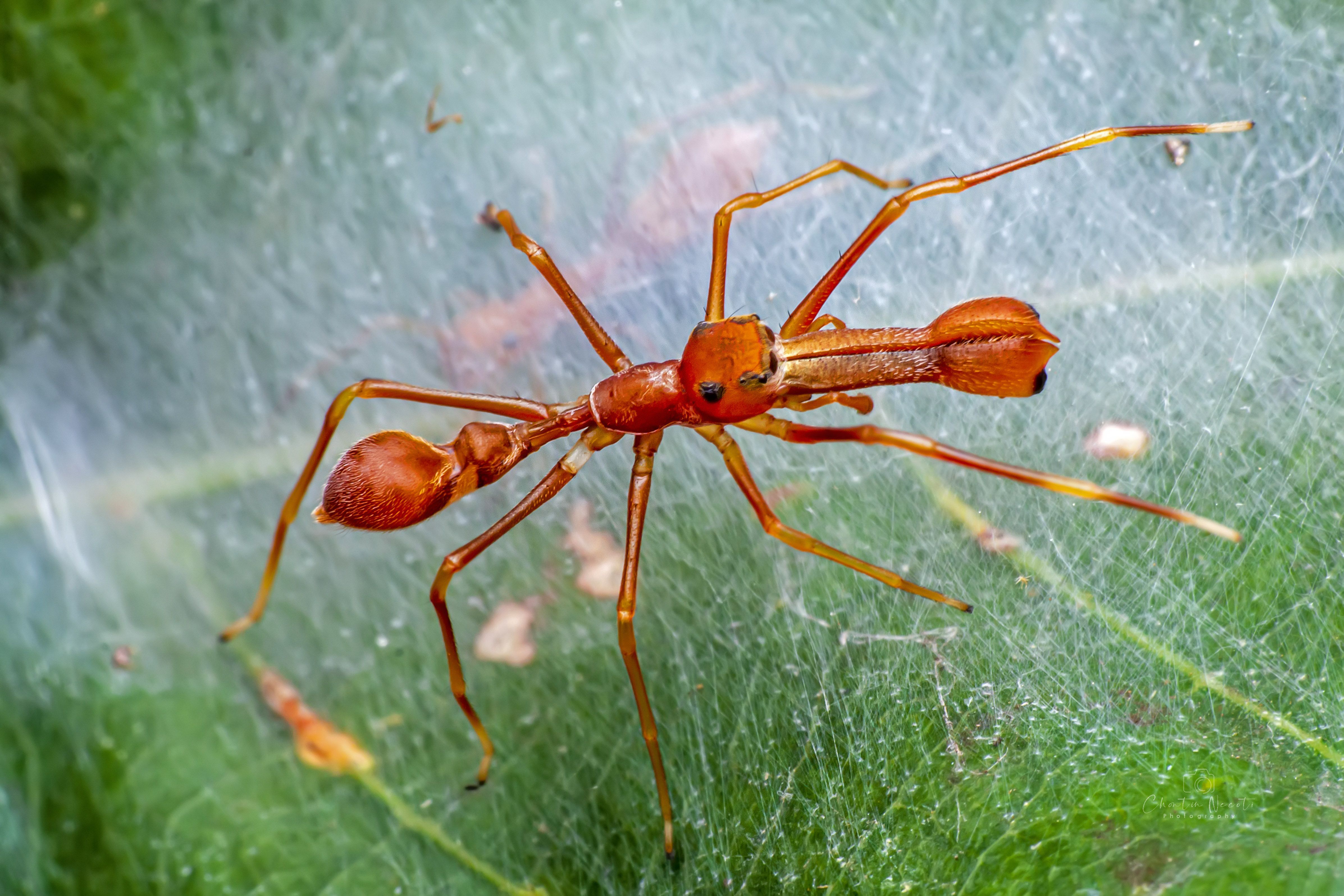Myrmarachne plataleoides, male ant-mimic jumping spider, animal, small, macro, NeCoTi ChonTin