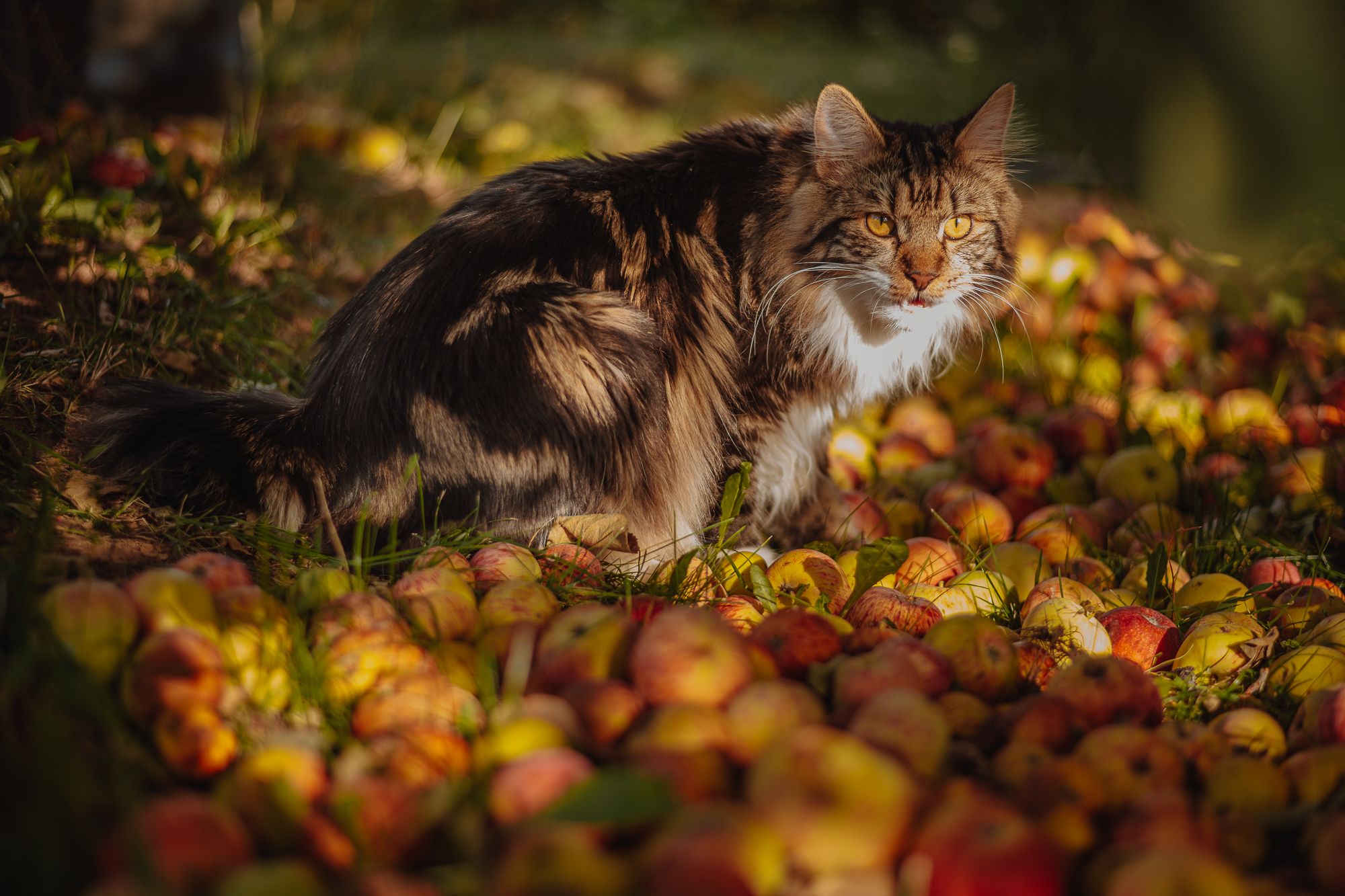 кот, яблоки, осень, Анисимова Ольга Леонидовна
