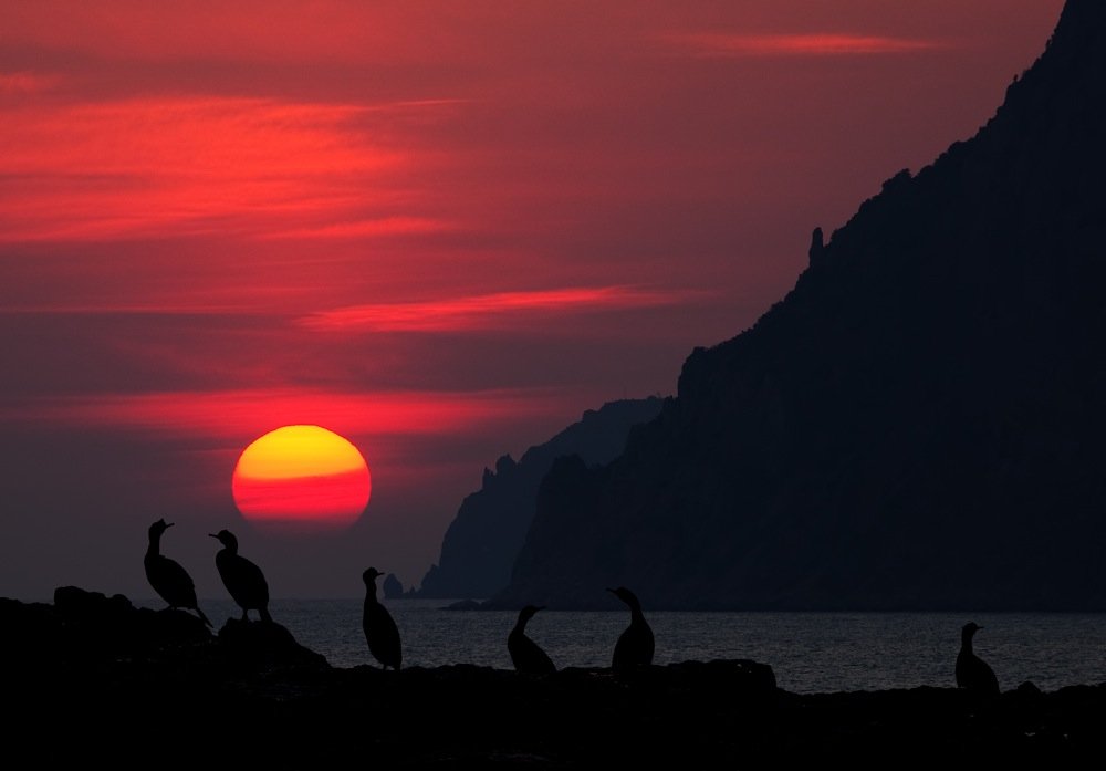 cormorants, sunset, бакланы, Kirill Grekov