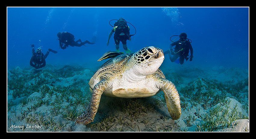 зайцев, обучение, подводной, фотографии, , красное, море, черепаха, Алексей Зайцев