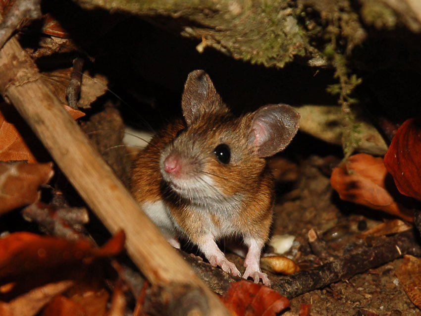 Дикая мышь из буковых лесов Крыма. Фотограф Юрий Охлопков