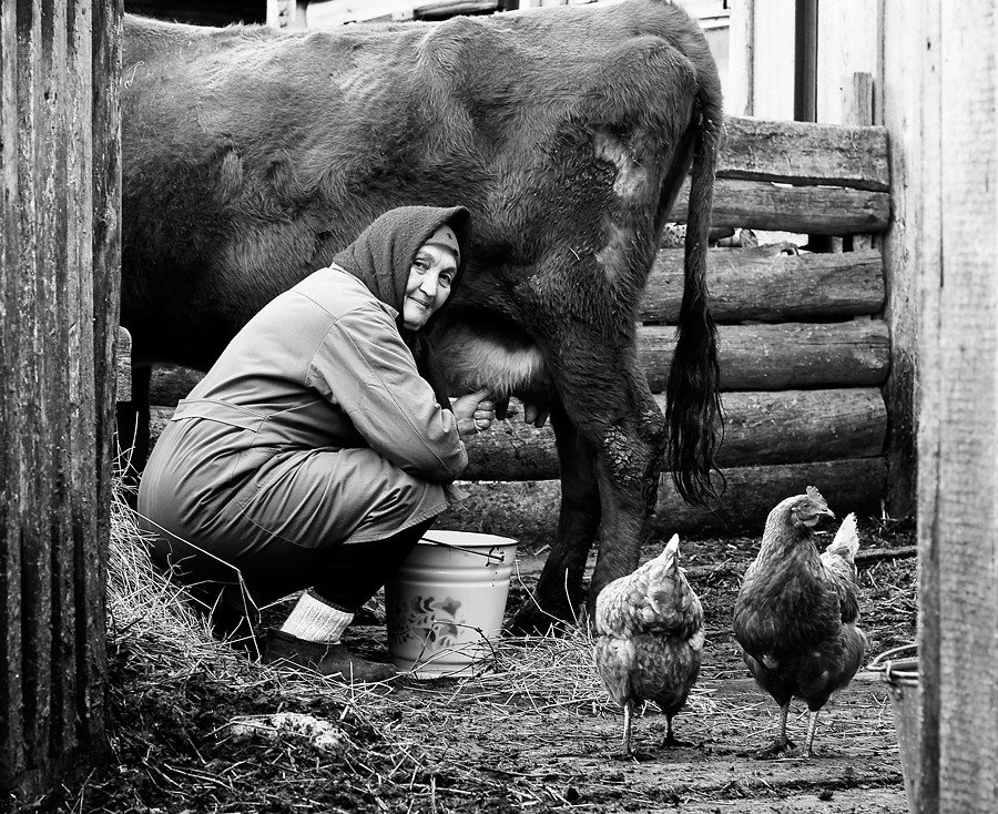 Эта простота деревенской жизни. Хозяйство в деревне. Коровы в деревне. Сельское хозяйство в деревне. Деревенская жизнь.