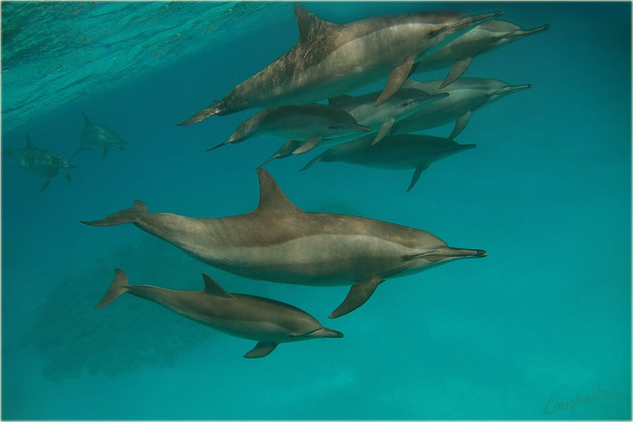 египет, забаргад, красное море, дельфины, Lampadina (Svetlana Maximova)