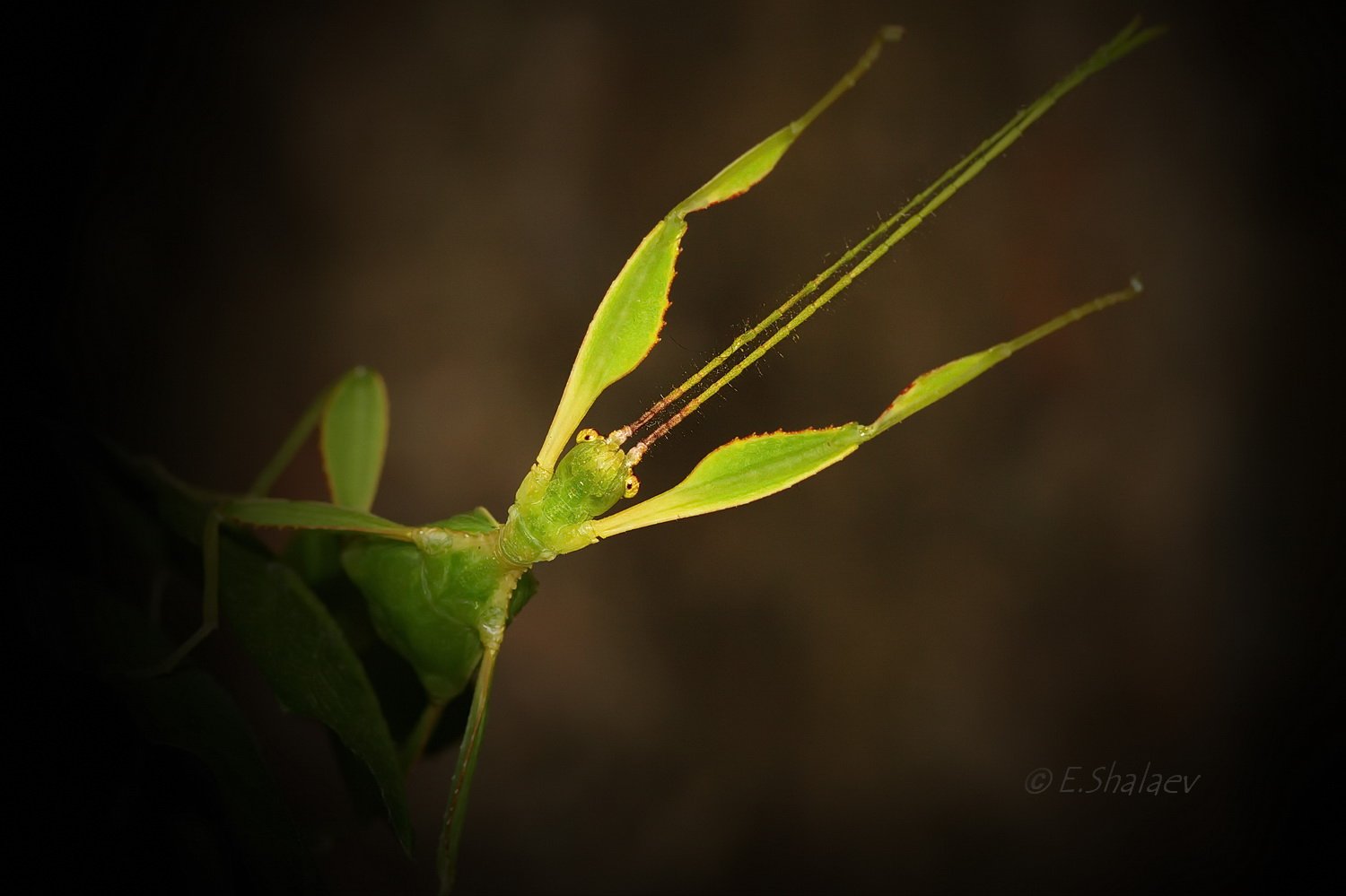 Linnaeus' Leaf Bug, Phyllium siccifolium, Листовидка, Насекомые, Палочники, Евгений