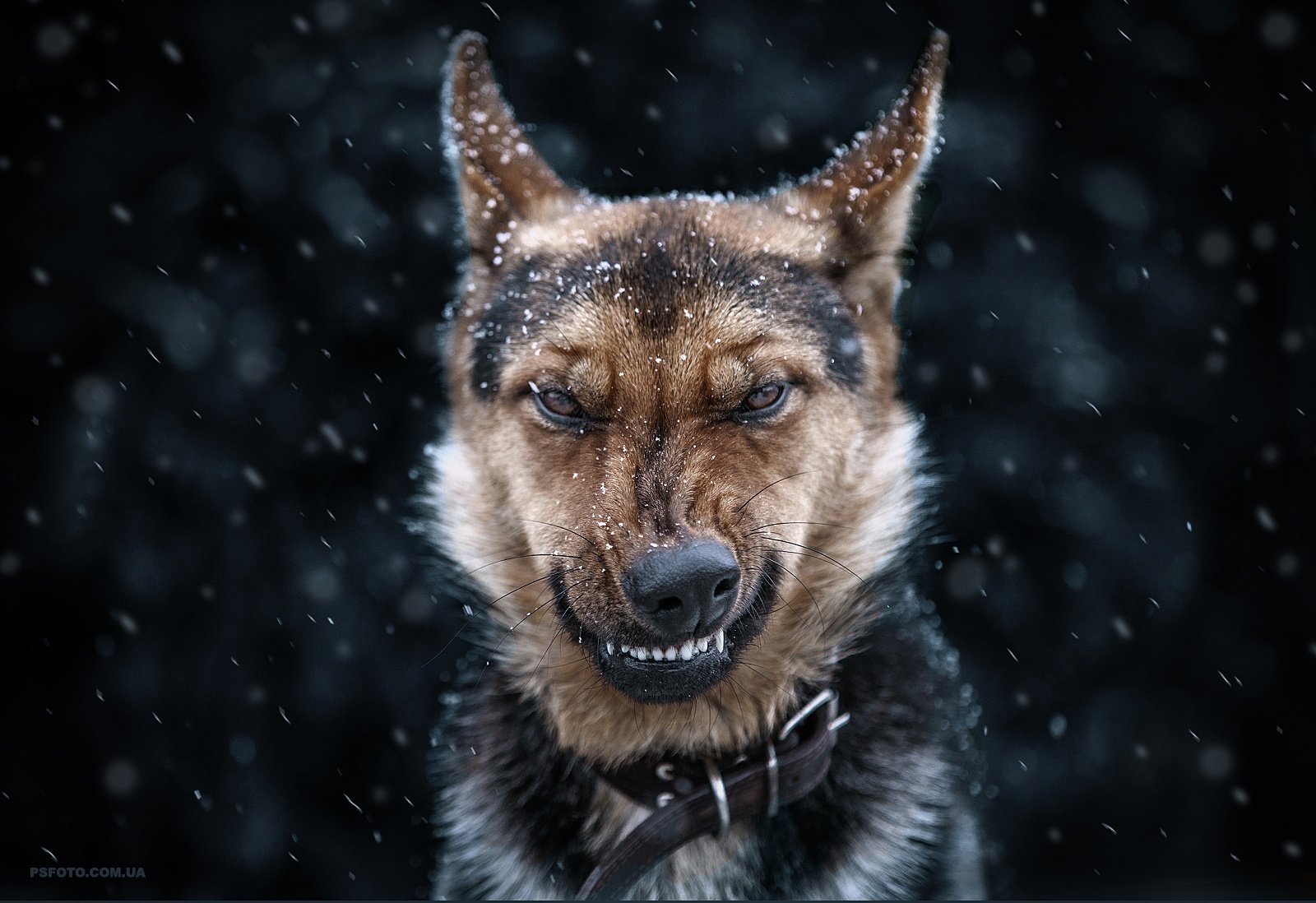 2014, Dog, Evil, Snow, Winter, Зима, Злой, Пес, Снег, Собака, Полюшко Сергей