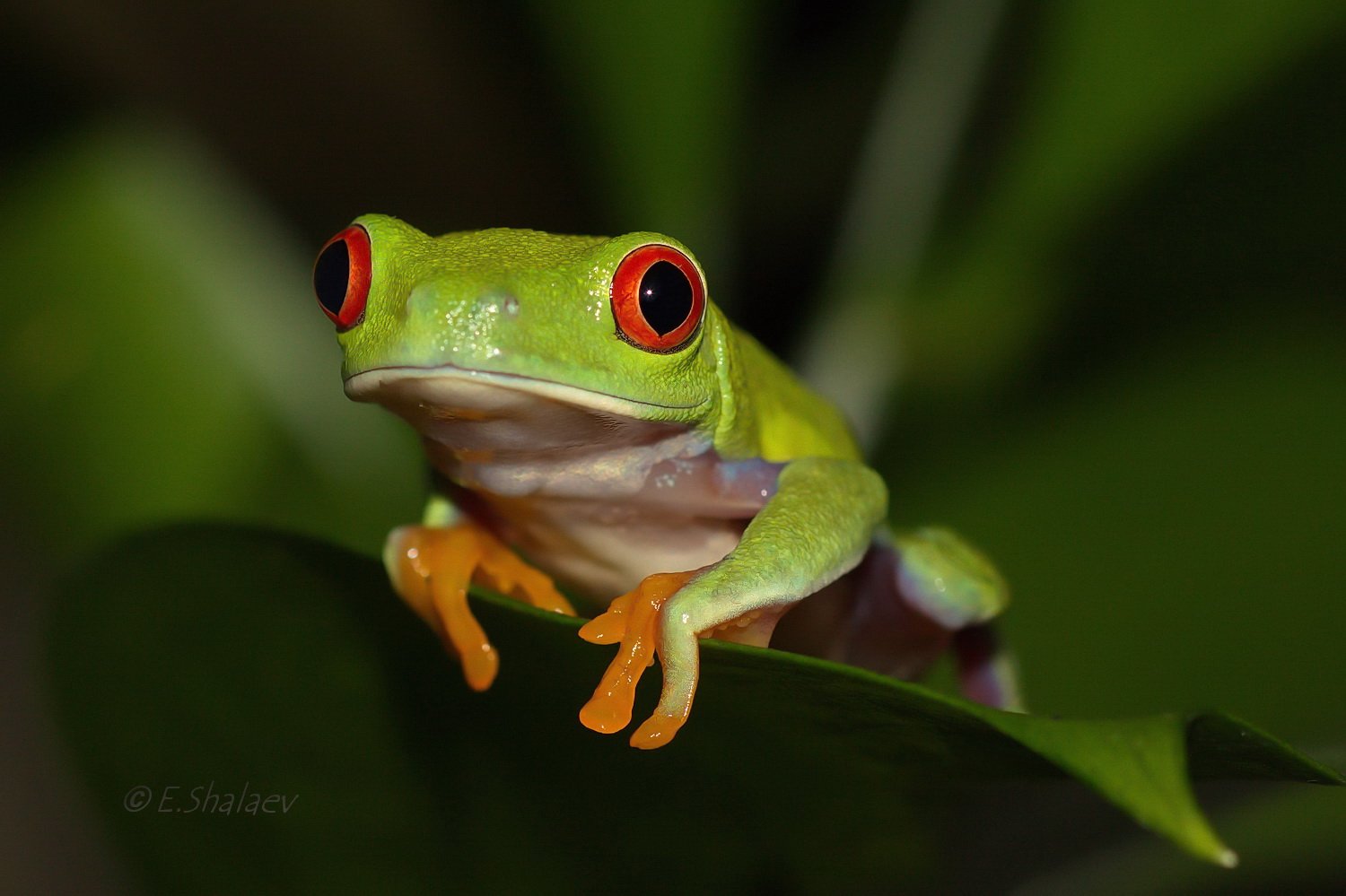 Agalychnis callidryas, Frog, Red-eyed tree frog, Амфибии, Квакша, Красноглазая квакша, Лягушка, Евгений