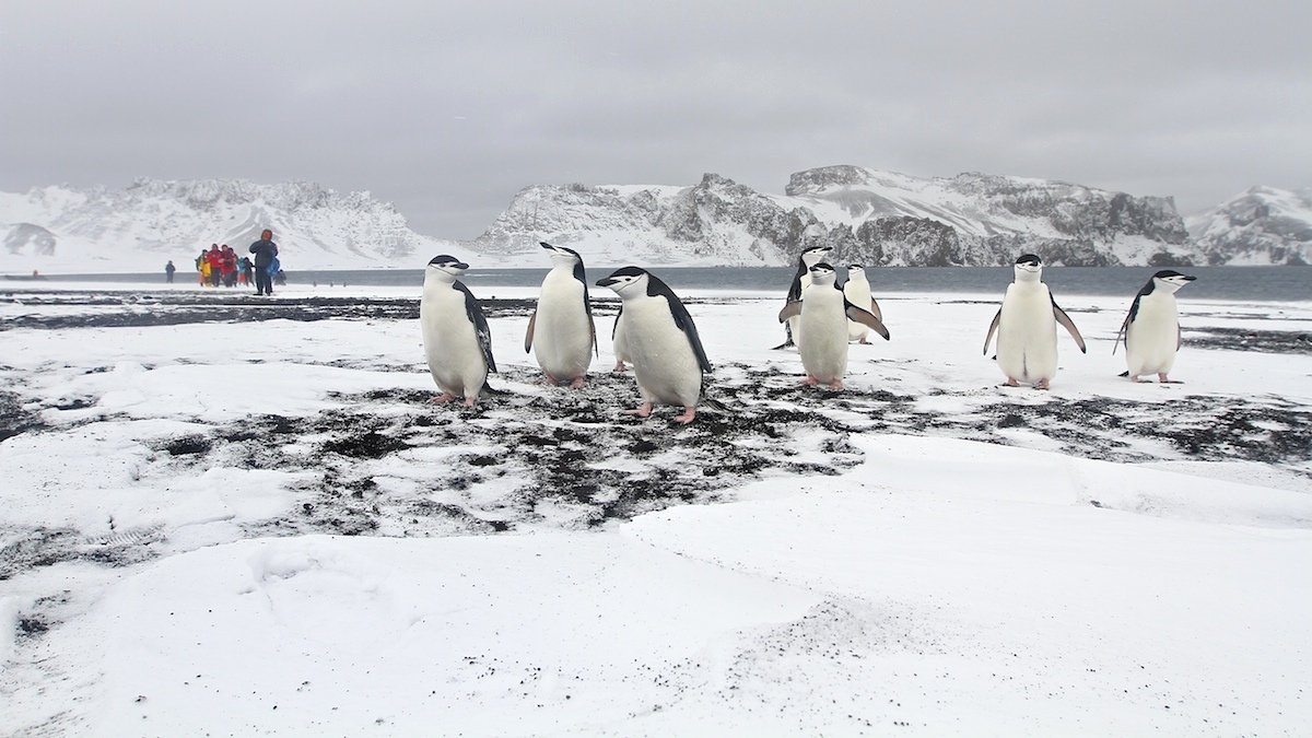 антарктика, пейзаж, пингвины  chinstrap, природа, путешествие, Мазурин Евгений