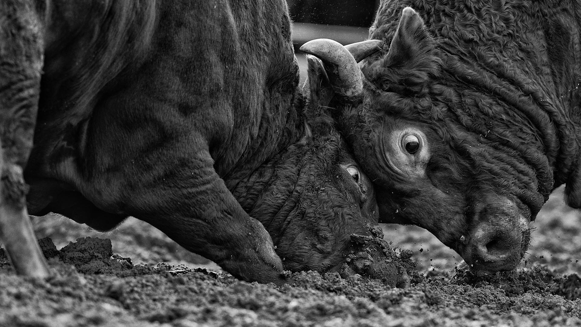 Bullfighting, Cow, Duel, KIM SUK EUN