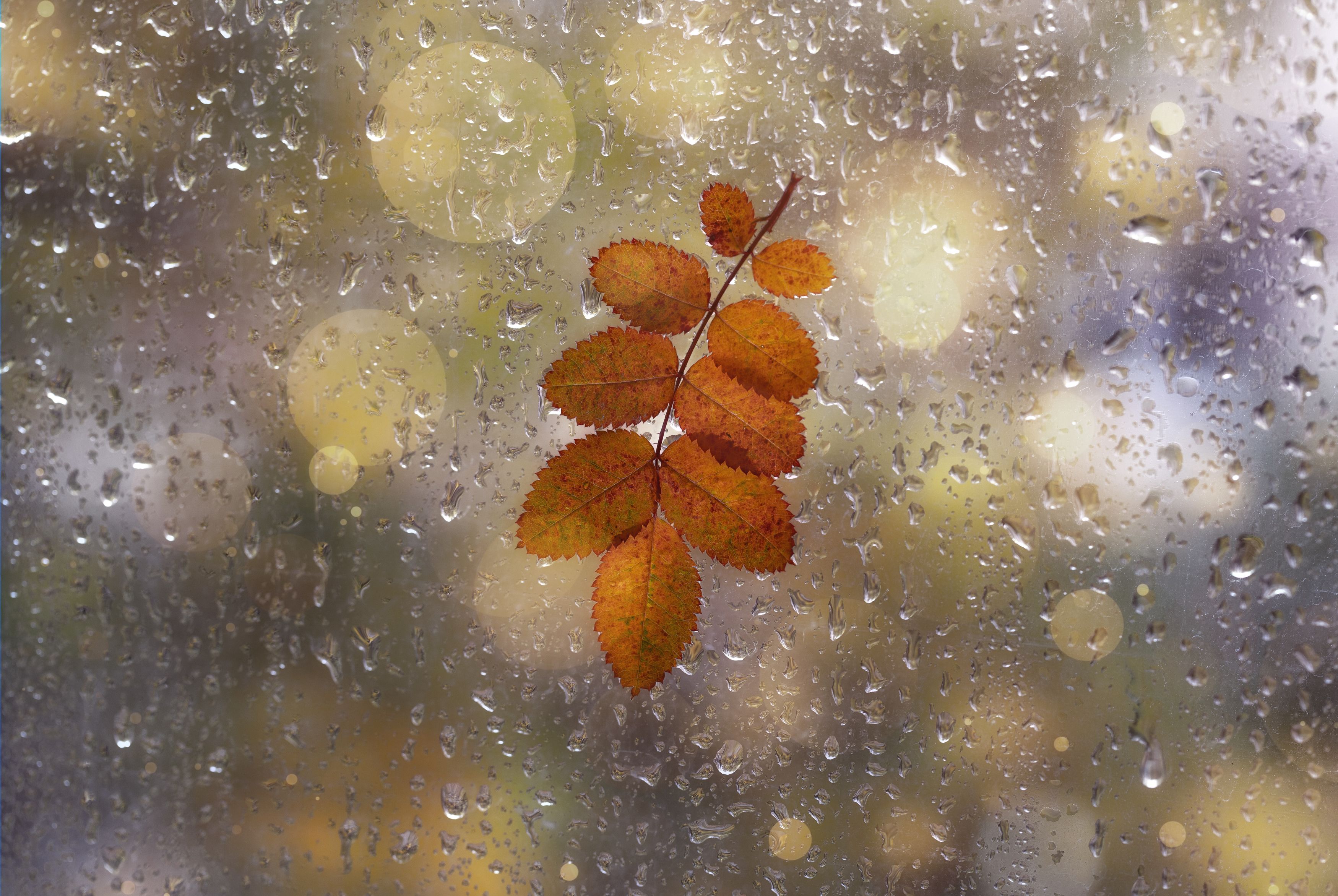 осень, макро, autumn, macro, leaf, yellow leaves, wet, bokeh, Мария Обидина
