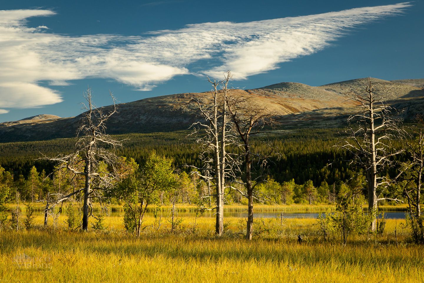 norway,rondane,mountains,summer,golden light,landscapes,trees,, Photo Visions