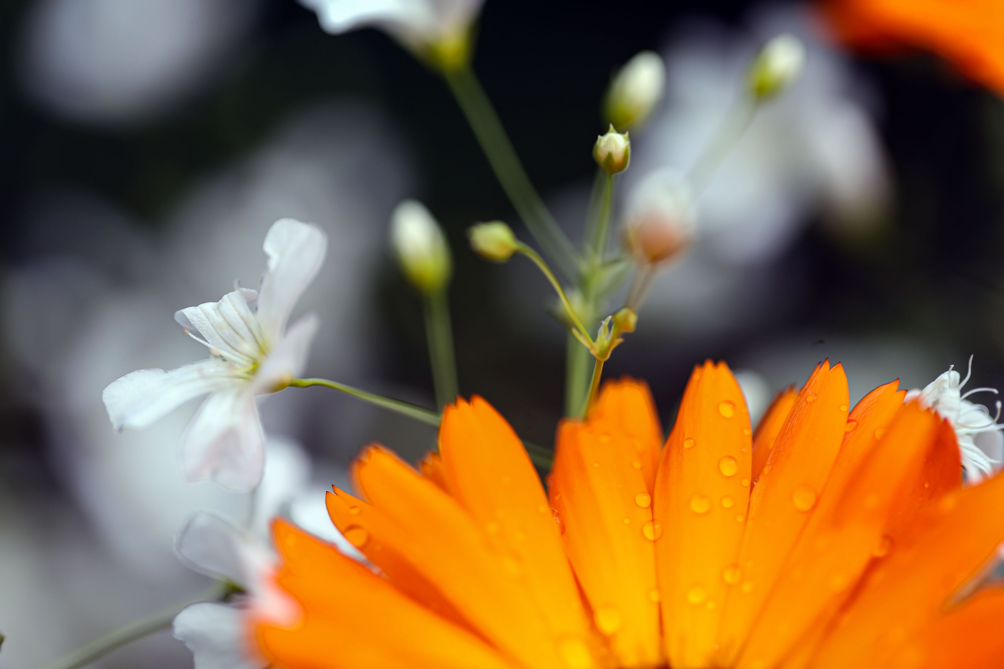 orange,  white flowers, after rain, water drops, DZINTRA REGINA JANSONE