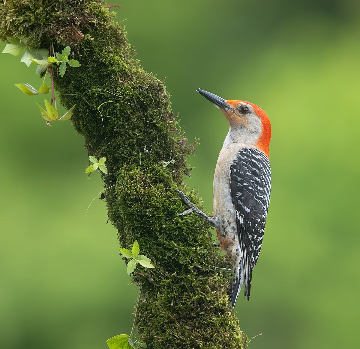 дятел, каролинский меланерпес, red-bellied woodpecker, woodpecker, Etkind Elizabeth