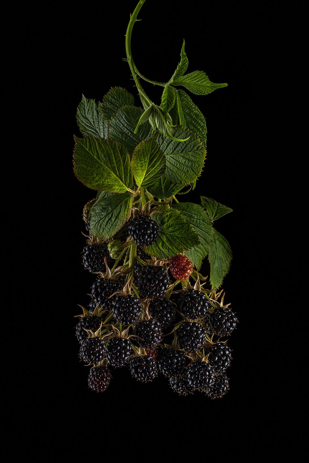ягоды, ежевика, флора, blackberry, Ольга ЯR