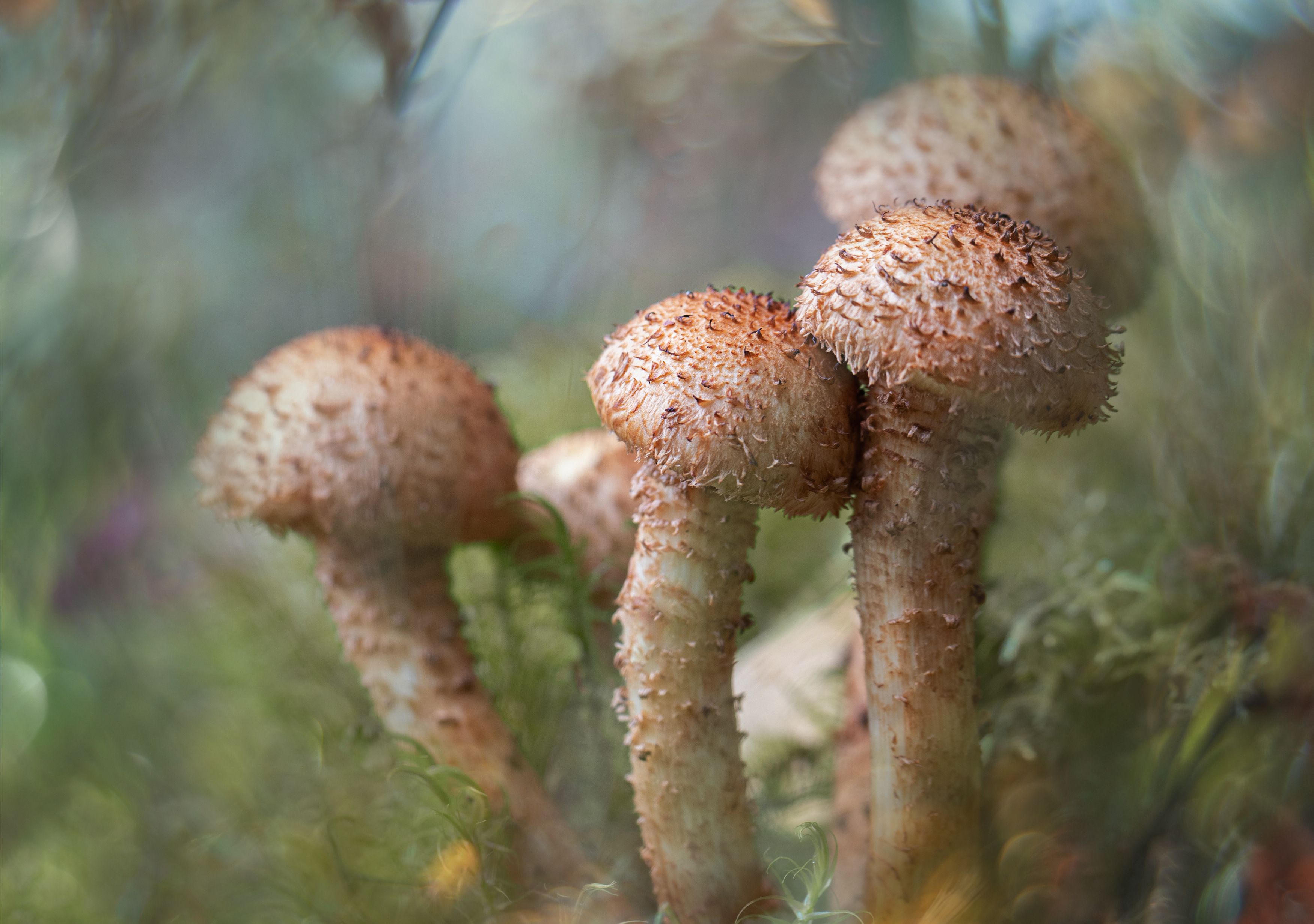 macro, mushroom, forest, nature, bokeh, макро, грибы, природа, лес, Мария Обидина