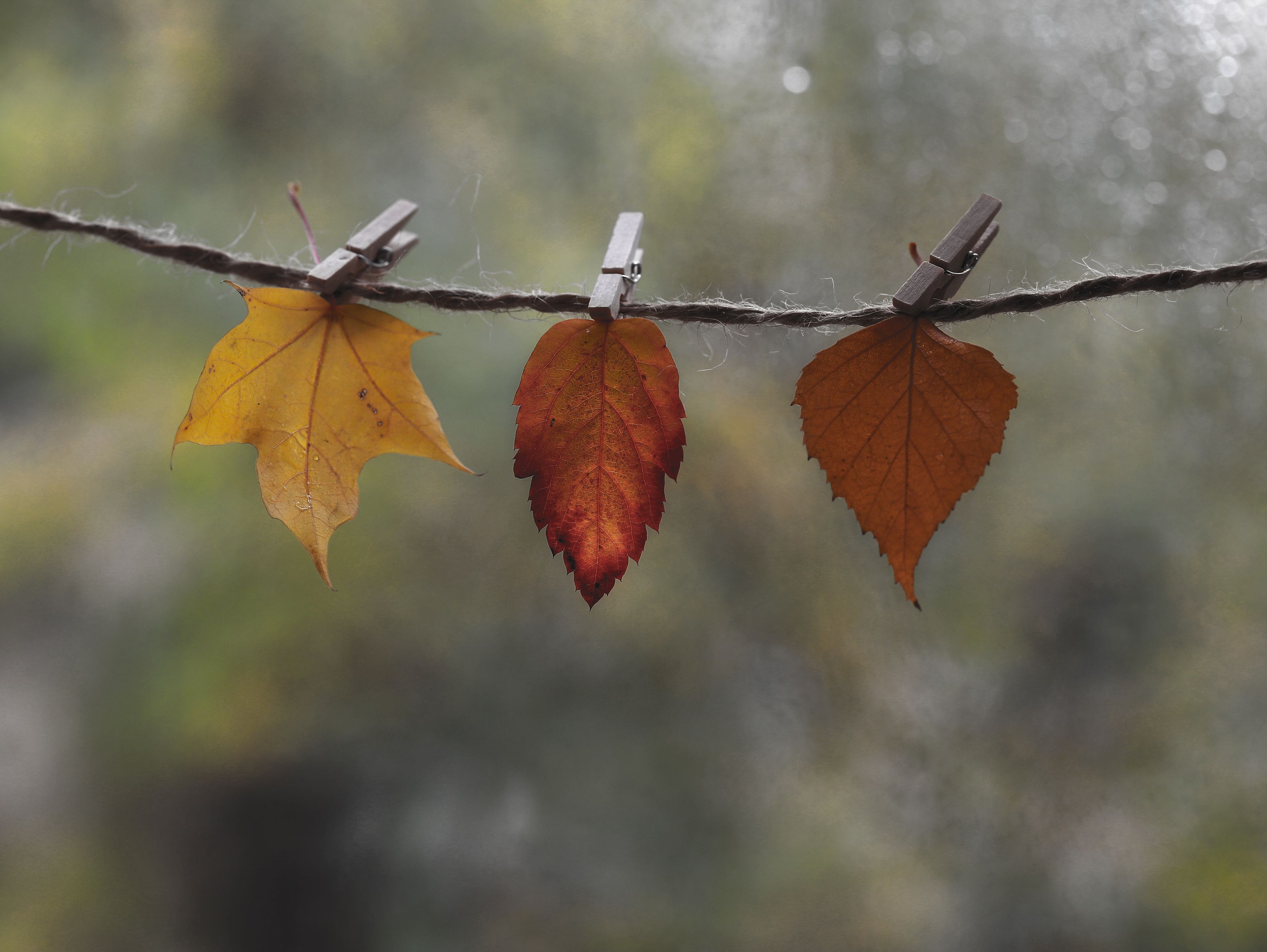 макро, осень, листья, bokeh, autumn, leaf, leaves, macro, Мария Обидина