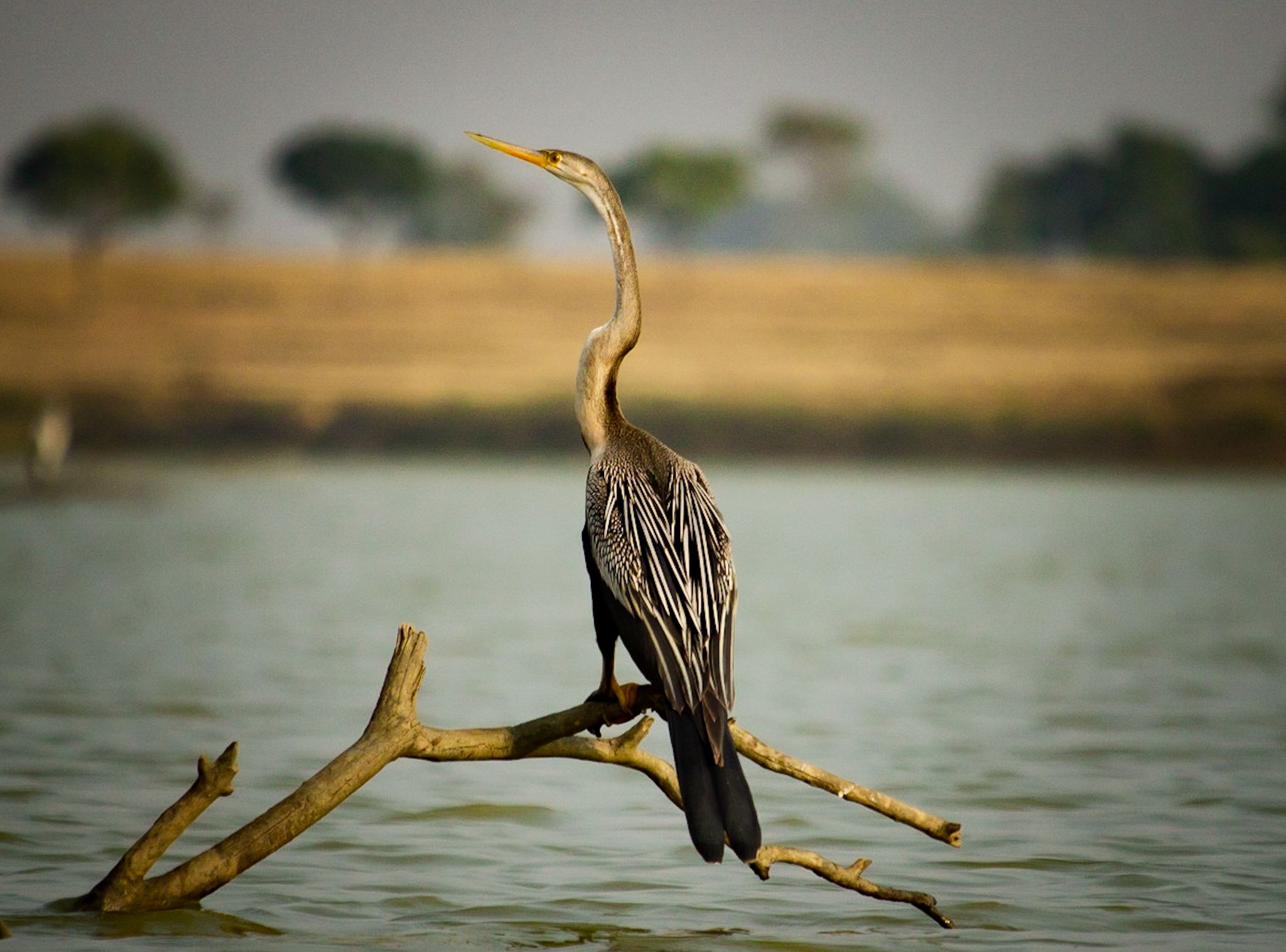 #waterbird, #bird, #birdphotography, #natgeo, Shadab Ishtiyak