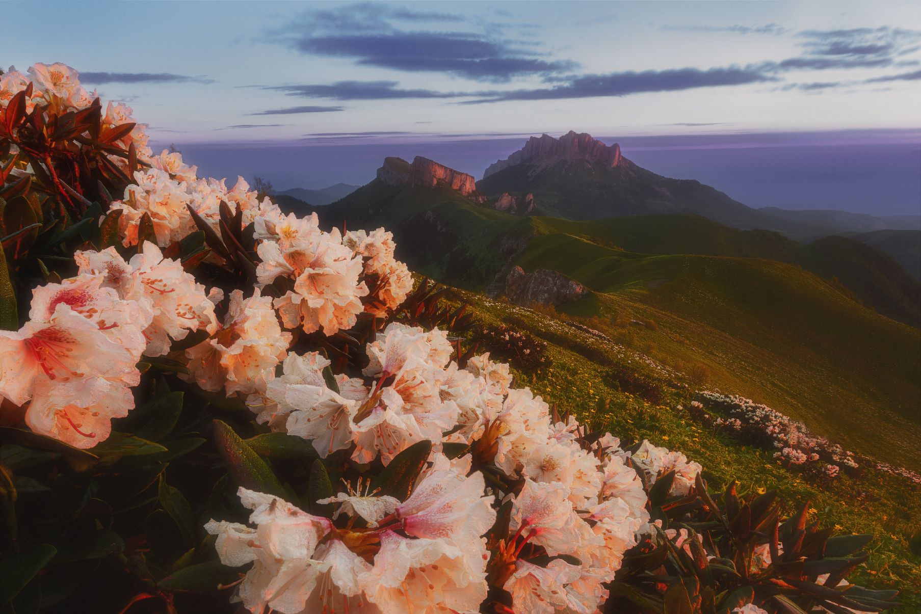 Природный парк Большой Тхач утро рододендроны рассвет Кавказ лето июнь 2022, Дмитрий Шишкин