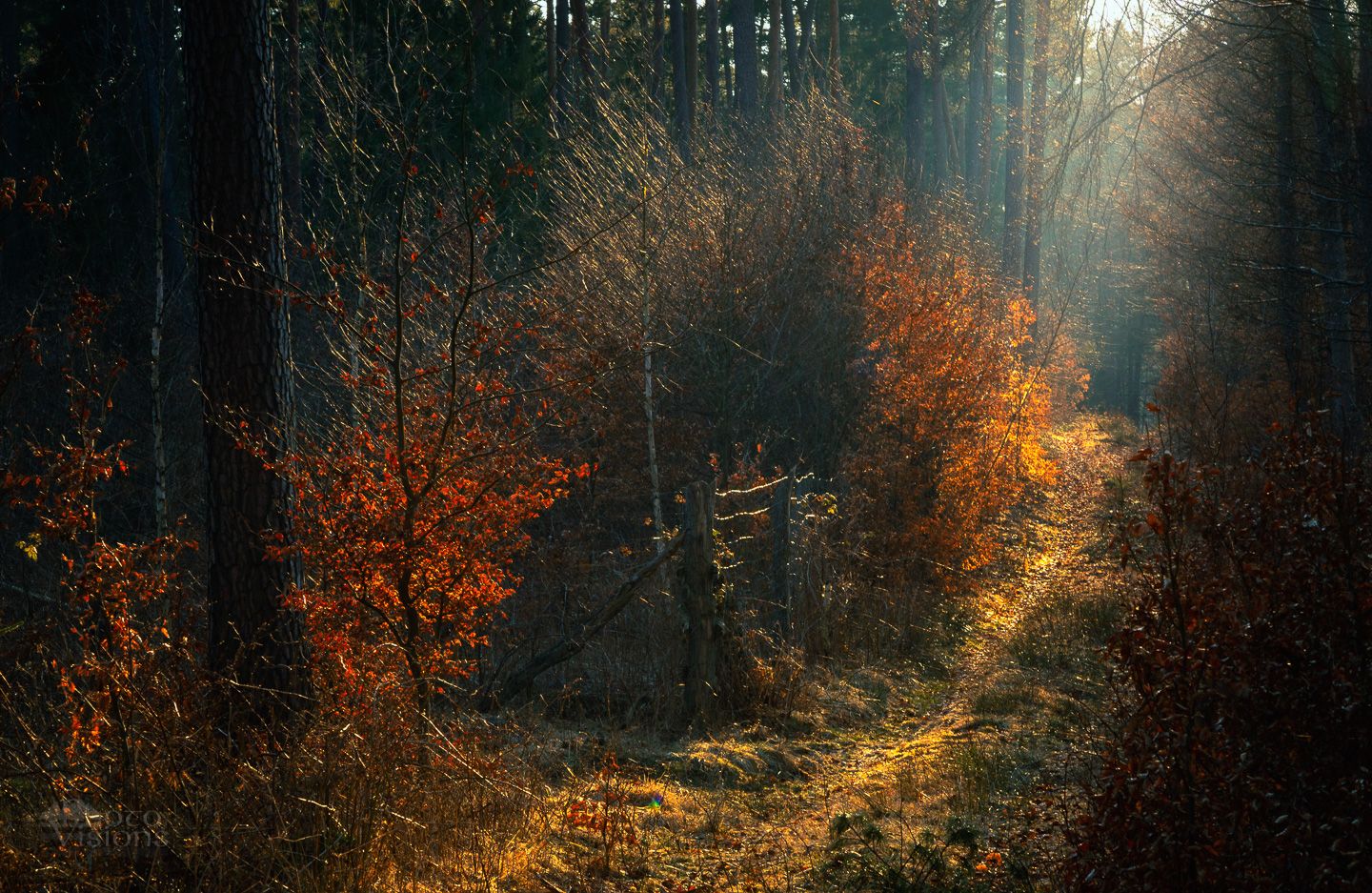 forest,woods,woodland,trees,autumn,landscape,nature,, Photo Visions