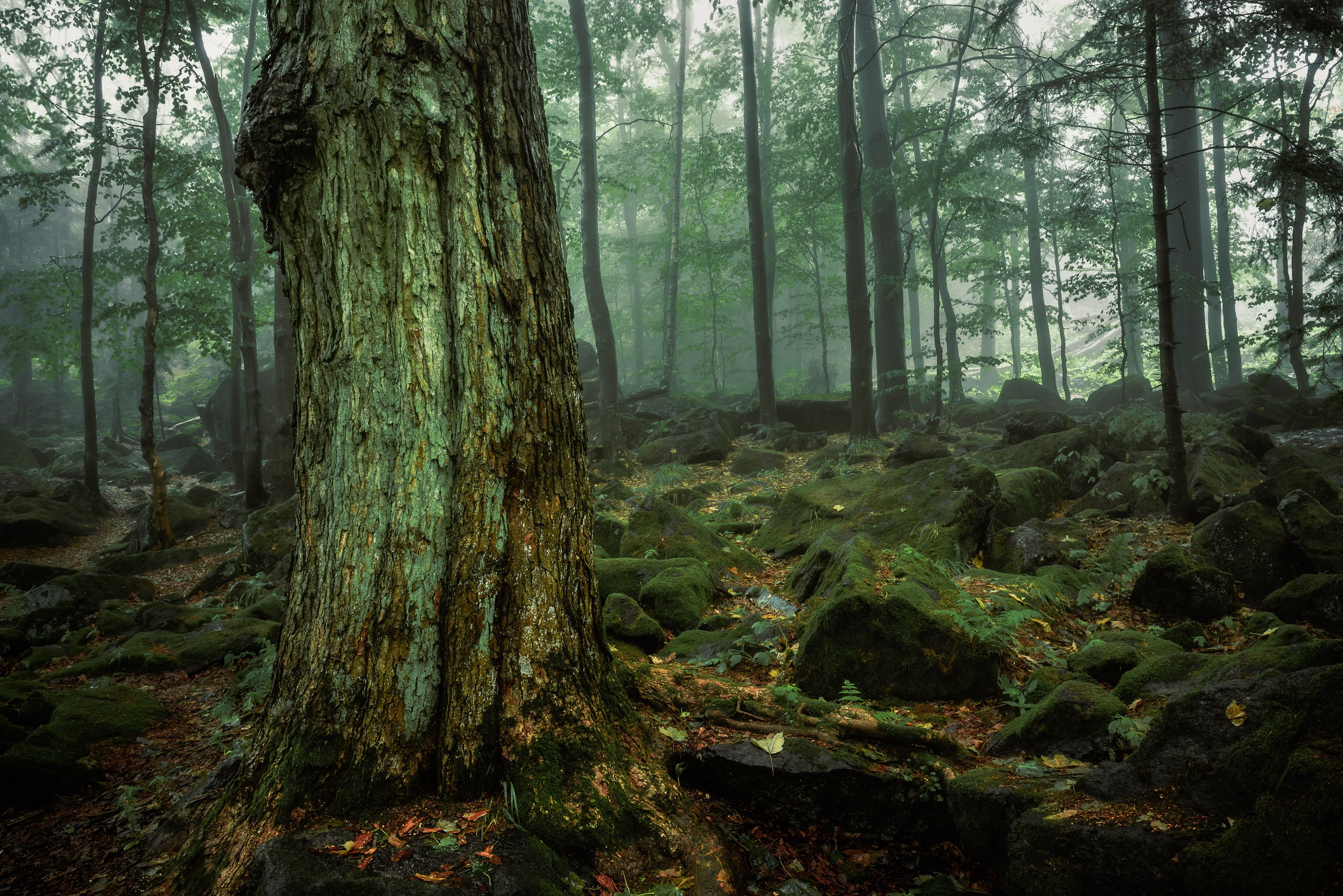 forest, trees, park, fog, rain, magic, rocks, green, summer, landscape, Tomasz Myśliński