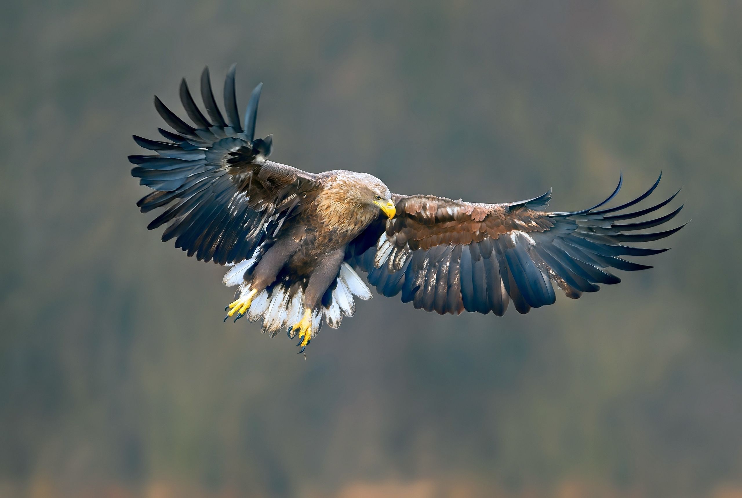 eagle, white-tailed eagle, haliaeetus albicilla, Ivan Ivanov