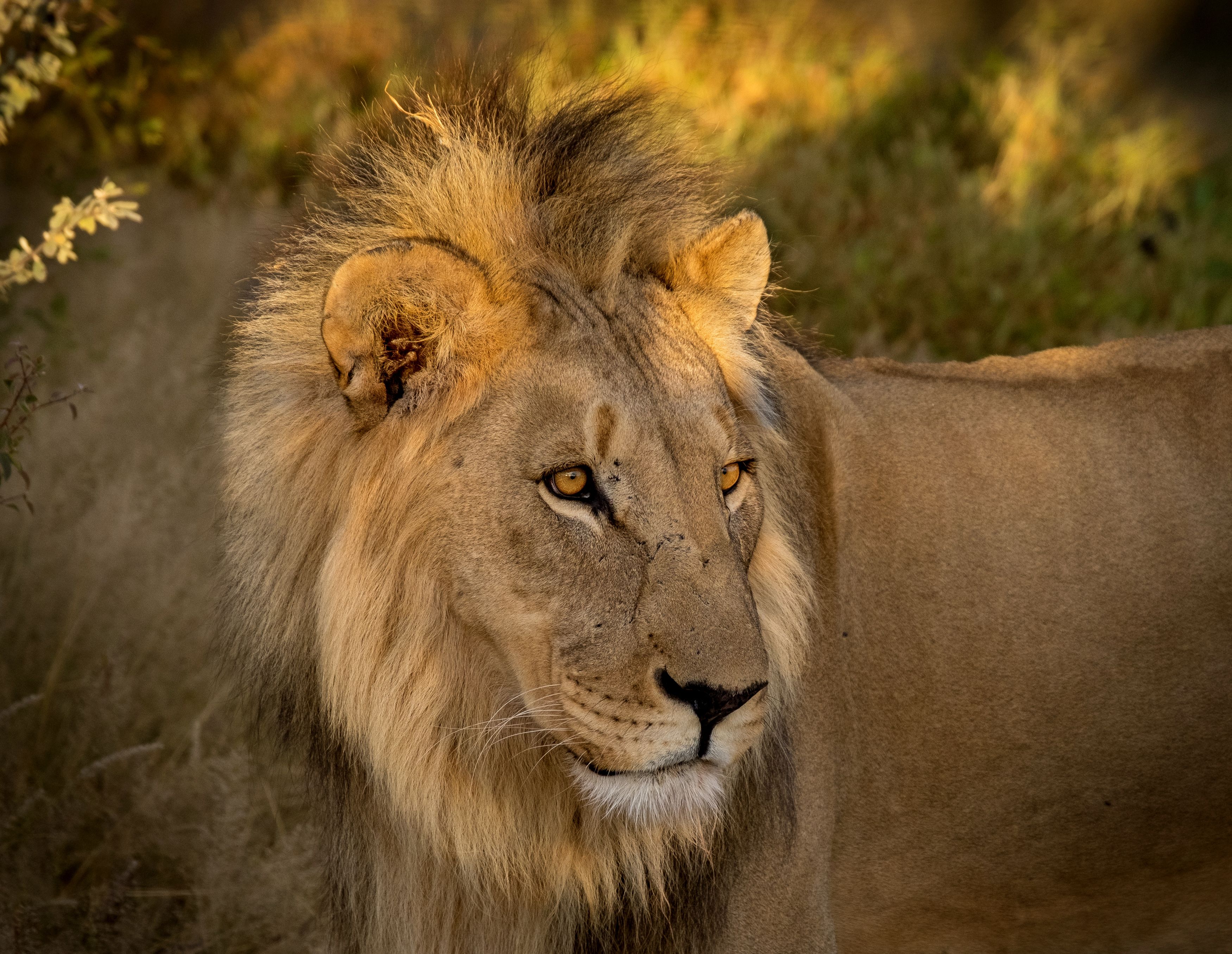 лев, царь, нд, намибия, саванна, сафари, lion, king, namibia, savanna, safari, фотоохота, Nadezhda Demkina