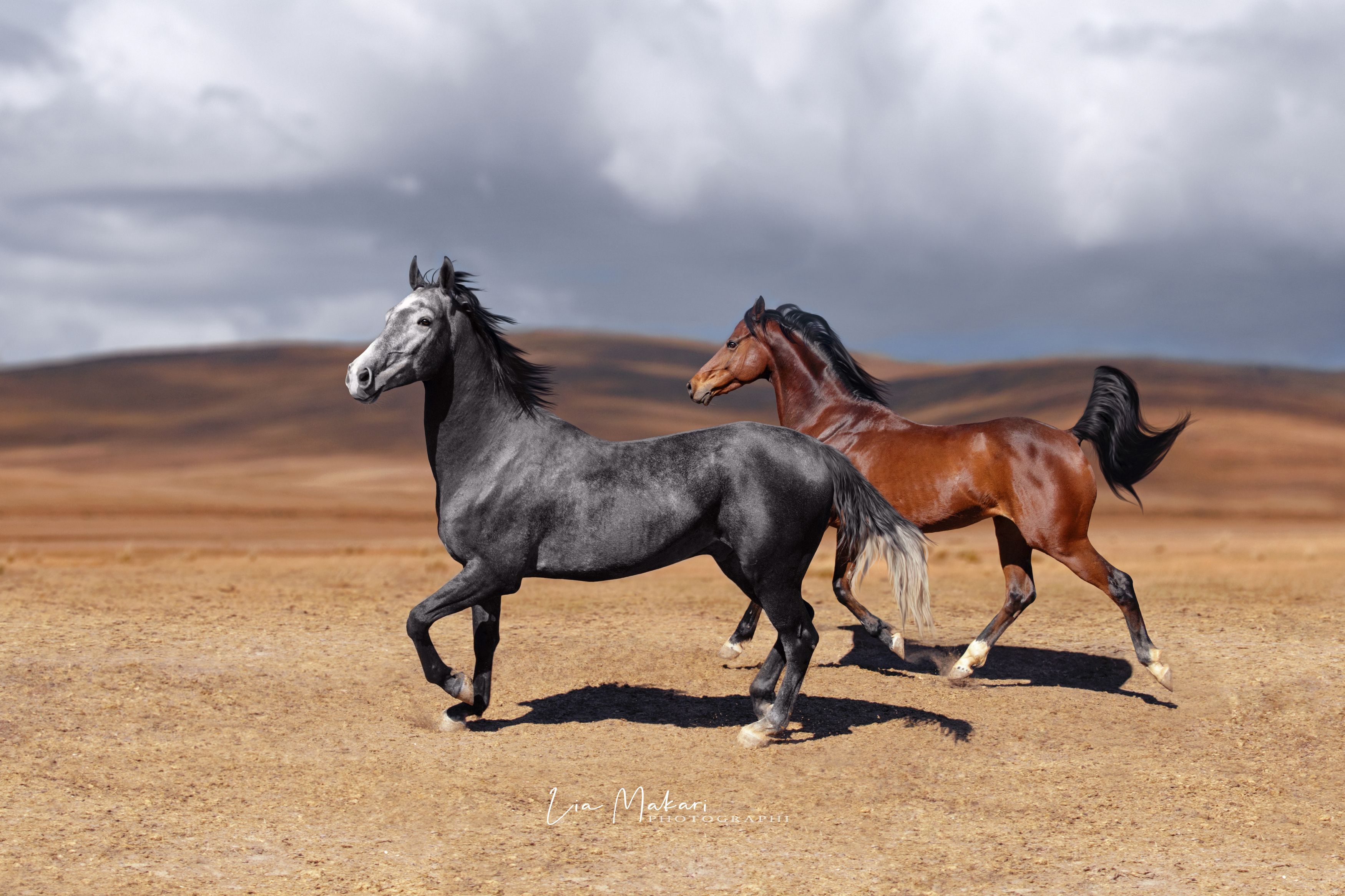 Лошадь, лошади, степь, свобода, галоп, поле , Lia Makari