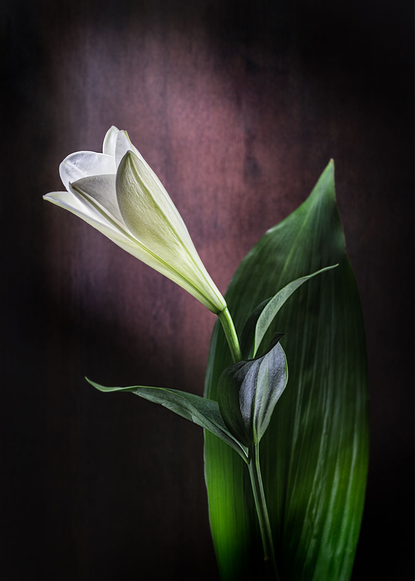 Still life  white lily flower  green leaf  light brush , Вадим Кулинский