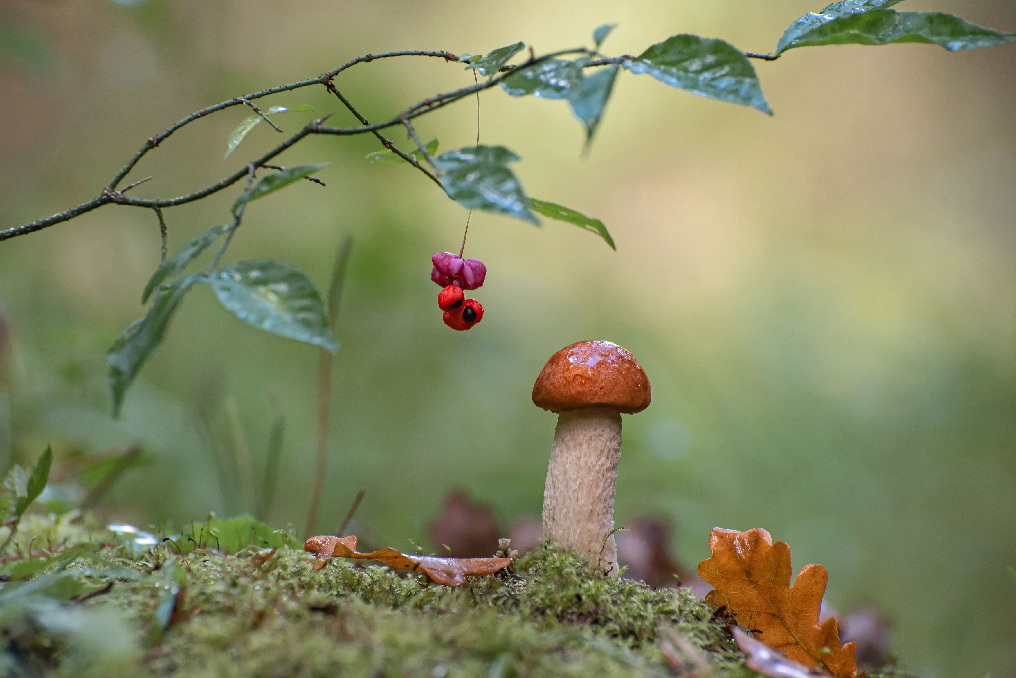 гриб,природа, осень,лес,бересклет, Андрей Киселёв