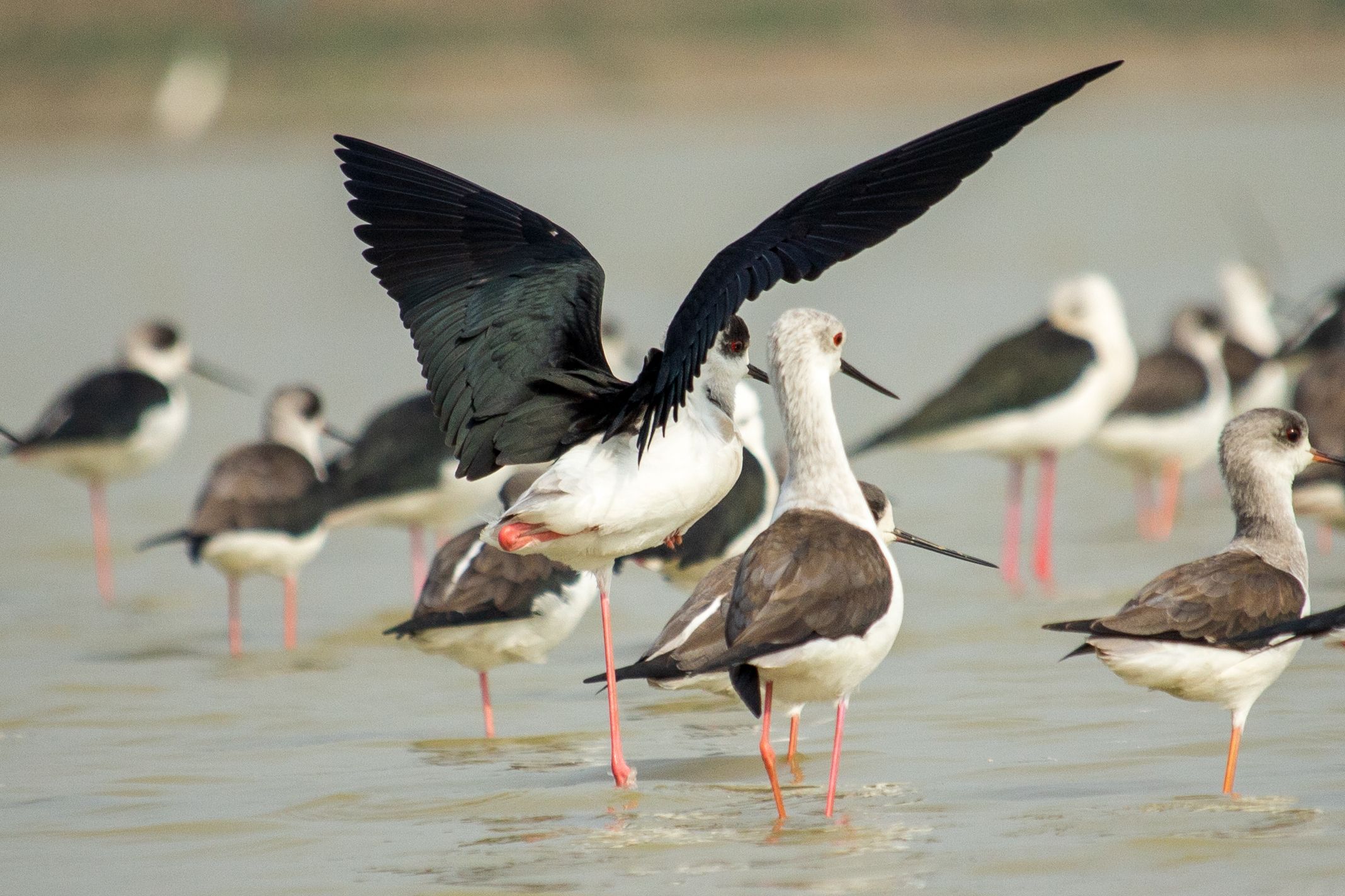 #bird #blackwimgedstilt #wild #natgeo #birdphoto #nature #naturephotography #asia #bangladesh, Shadab Ishtiyak
