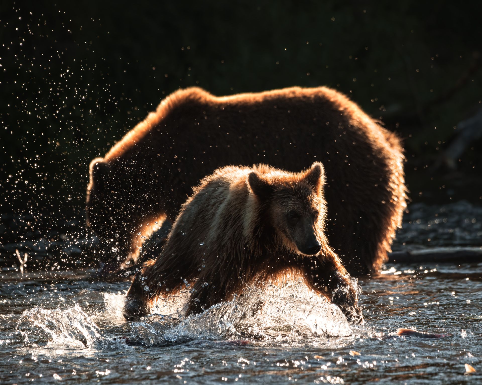 камчатка, медведи, животные, bears, kamchatka, Алещенко Сергей