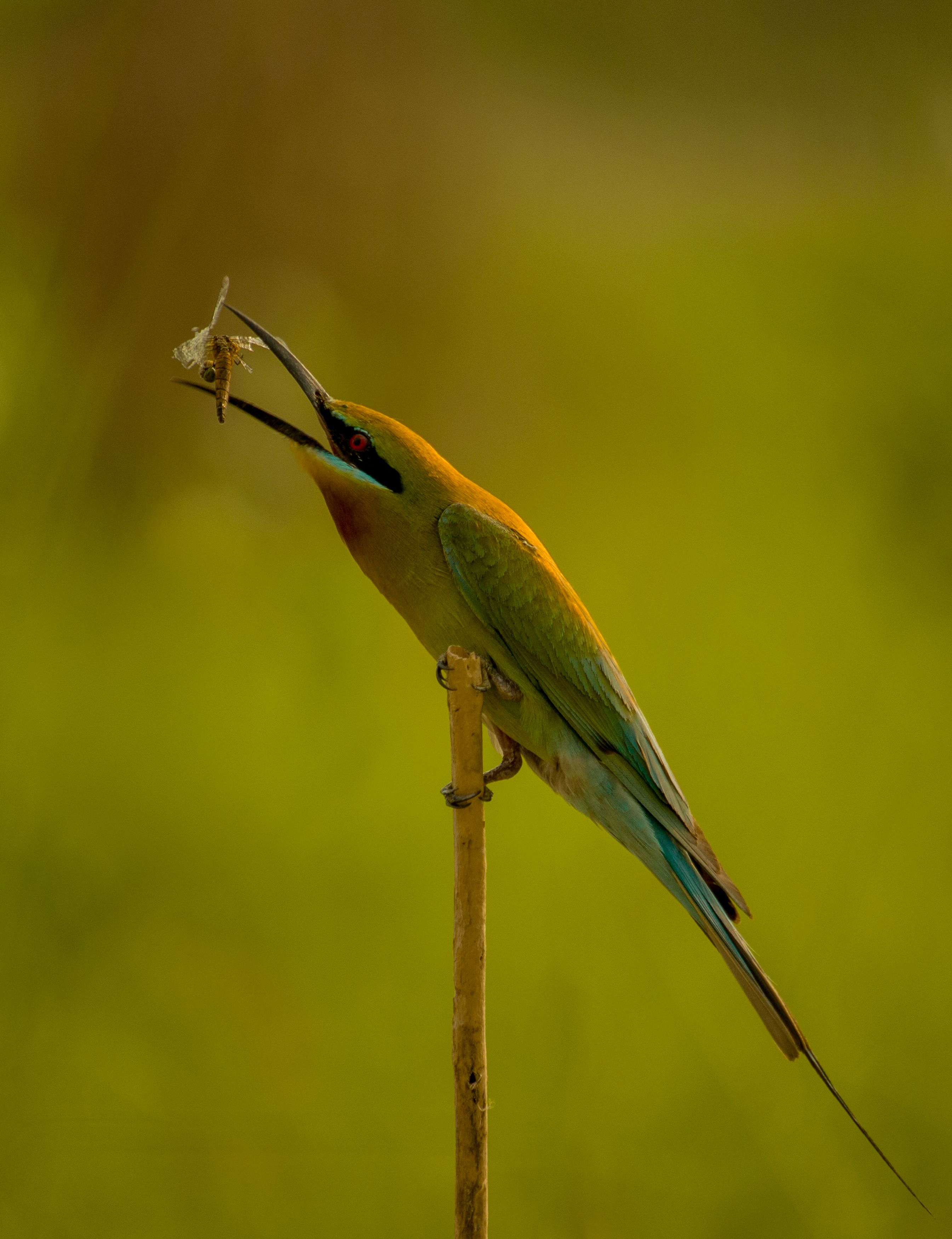 #bird #natgeo #photography #birdphotography #nature #beeeater #green #animal #wildlife, Shadab Ishtiyak