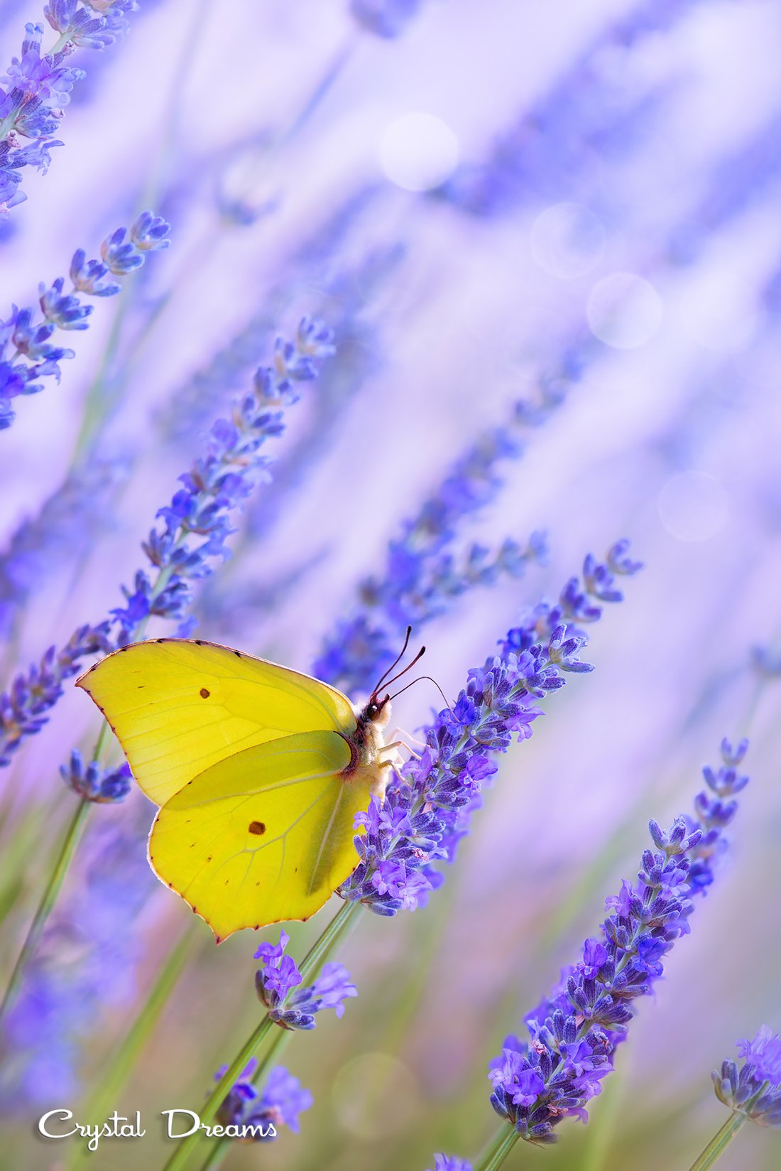 Butterfly, Color, Crystal Dreams, Lavender, Macro, Morning, Nature, Provence, Татьяна Крылова
