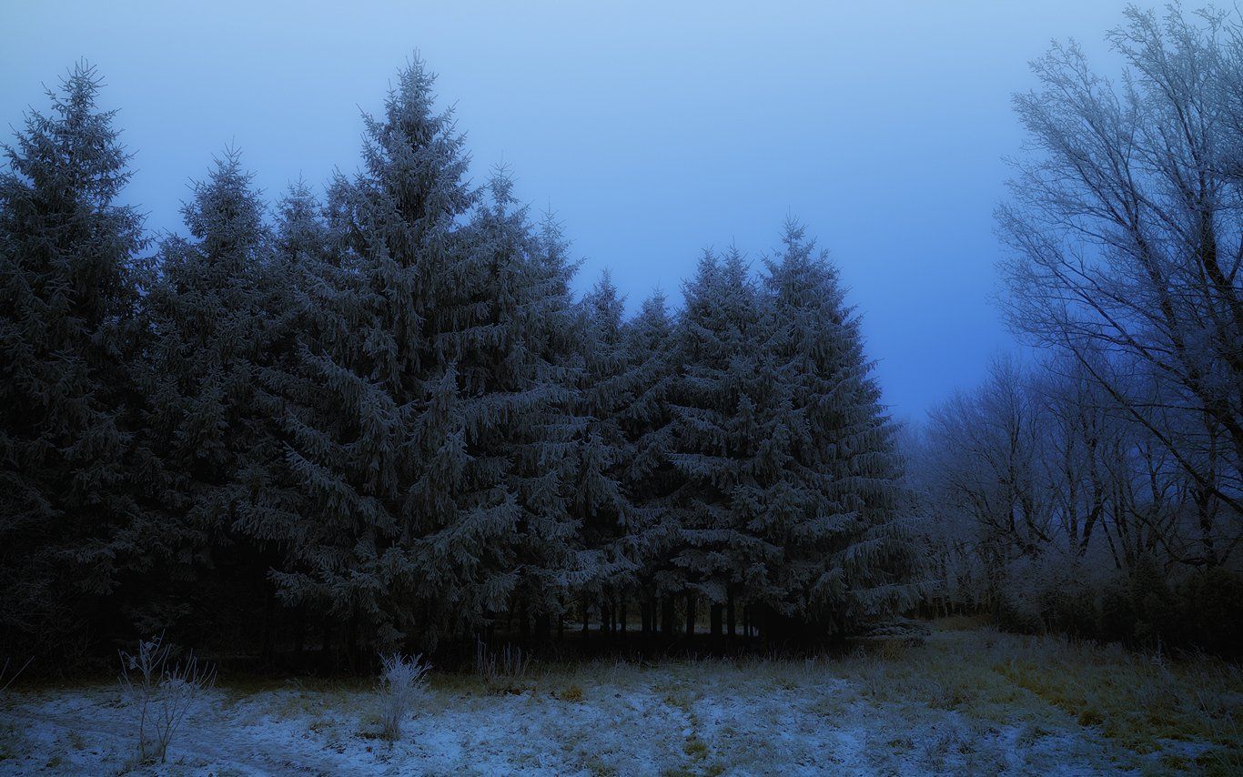 зима ели роща снег сумерки природа пейзаж, Serj Master