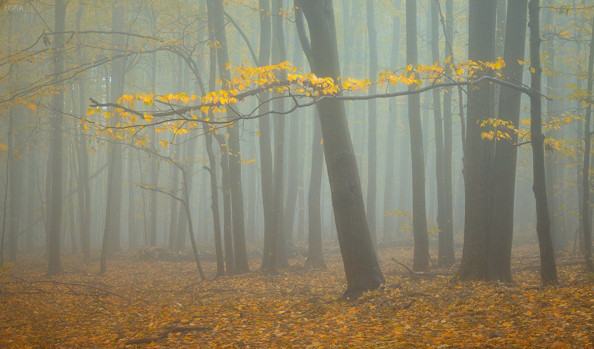 autumn, fog, mist, осень, туман, EGRA