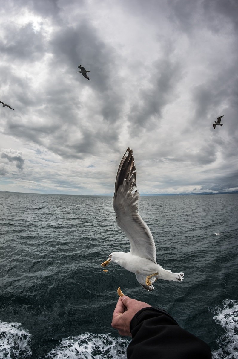 Bird, Birds, Clouds, Eat, Fastfood, Food, Sea, Seagull, Water, Boris Preslavski
