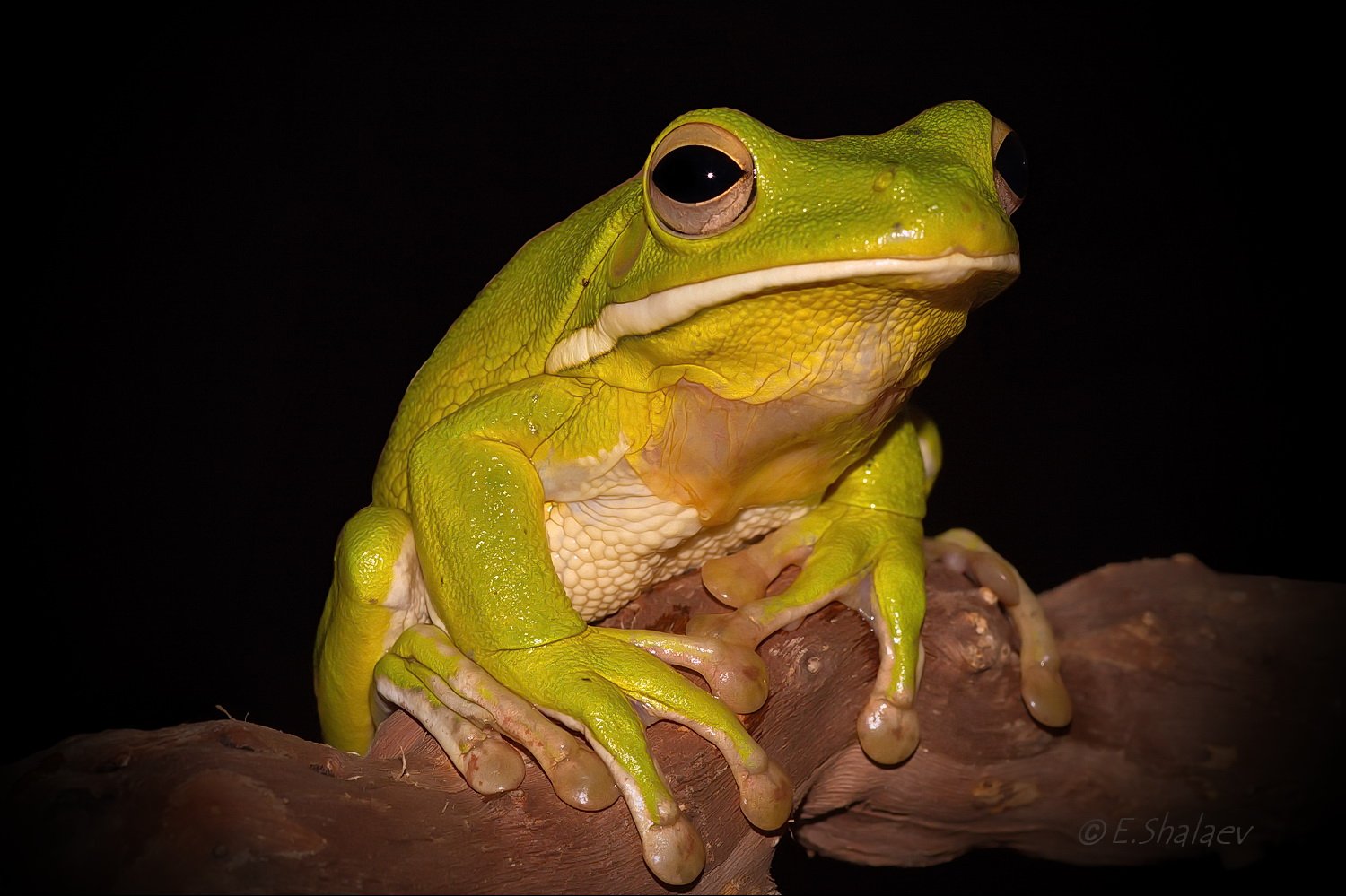 Frog, Litoria infrafrenata, White-lipped tree frog, Амфибии, Белогубая квакша, Квакша, Лягушка, Евгений