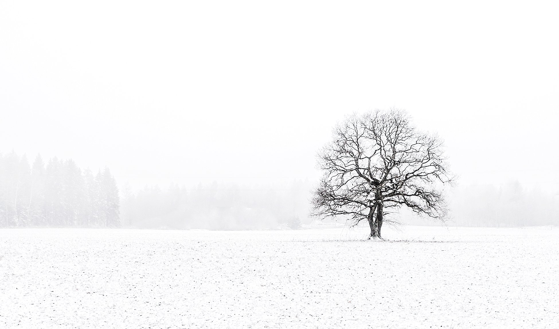2014, Дерево, Зима, Контраст, Снег, Эстония, Kljuchenkow Aleksandr
