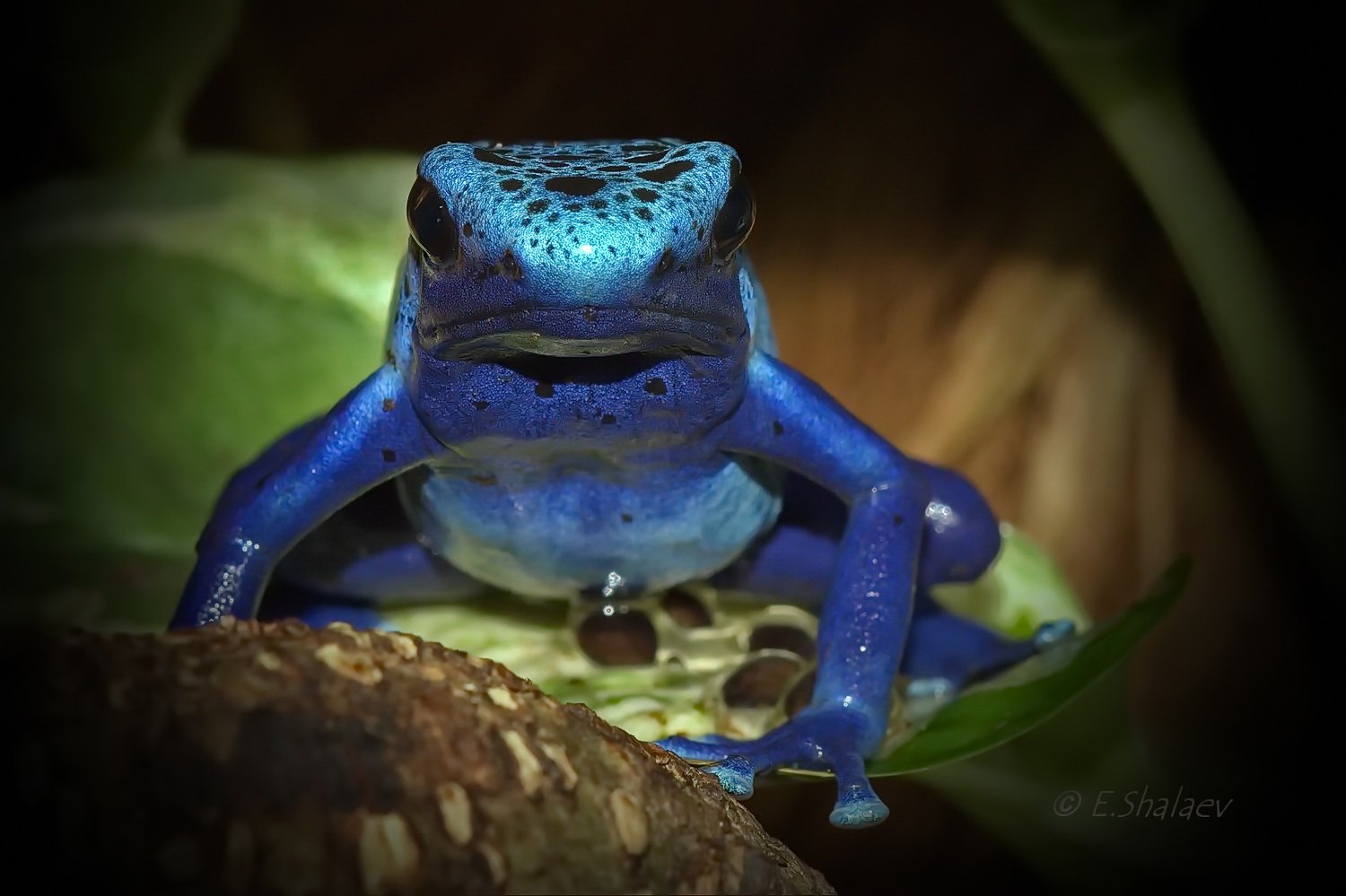 Blue poison dart frog, Dendrobates azureus, Frog, Амфибии, Древолаз, Древолаз голубой, Лягушка, Евгений