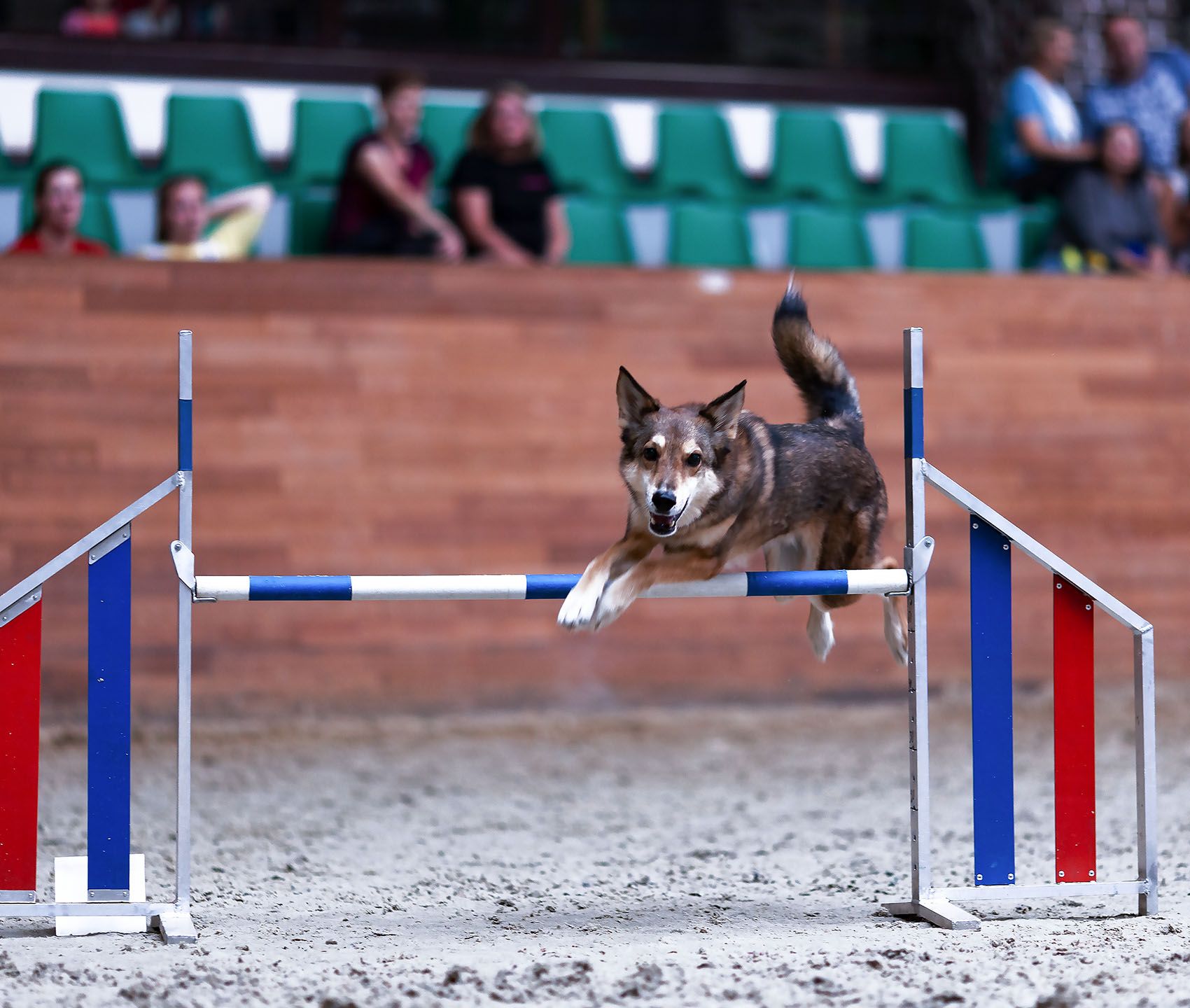 собака, спорт, соревнования, аджилити, прыжок, dog, animal,sport, competition, jump, Yulia Stukalova