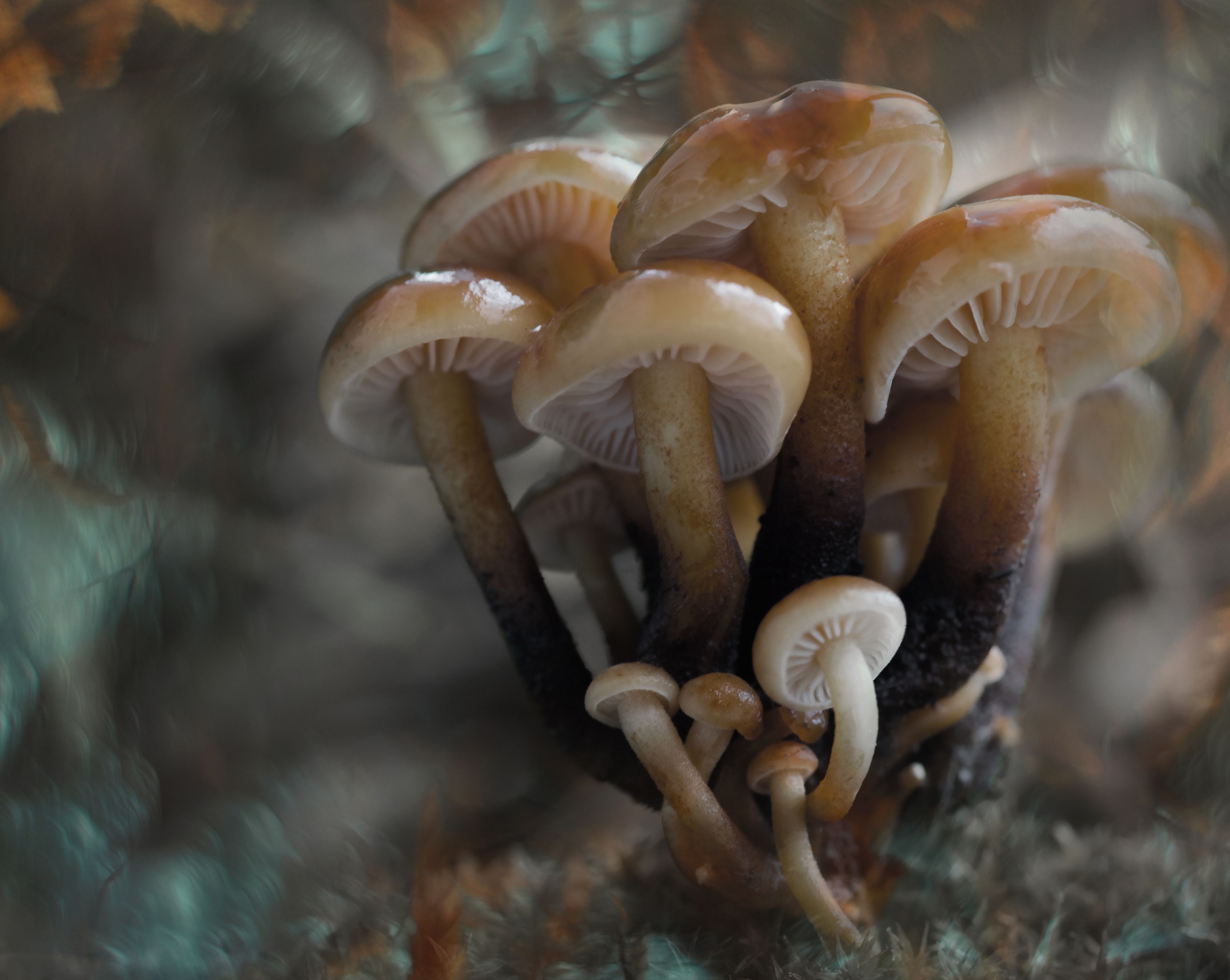 mushroom, macro, forest, nature, autumn, лес, макро, грибы, осень, природа, Мария Обидина