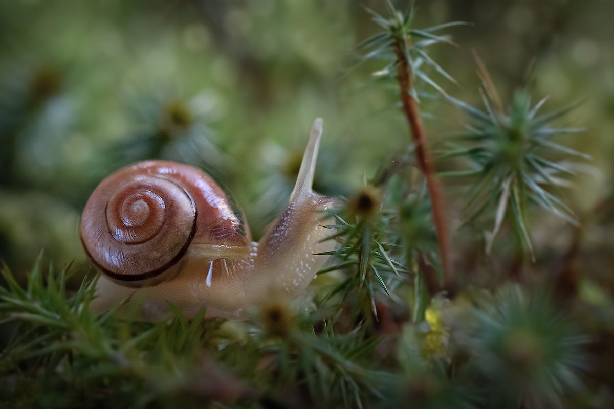 macro, snail, волшебное макро, макро, улитка, рассвет, sunrise, Хилько Марина