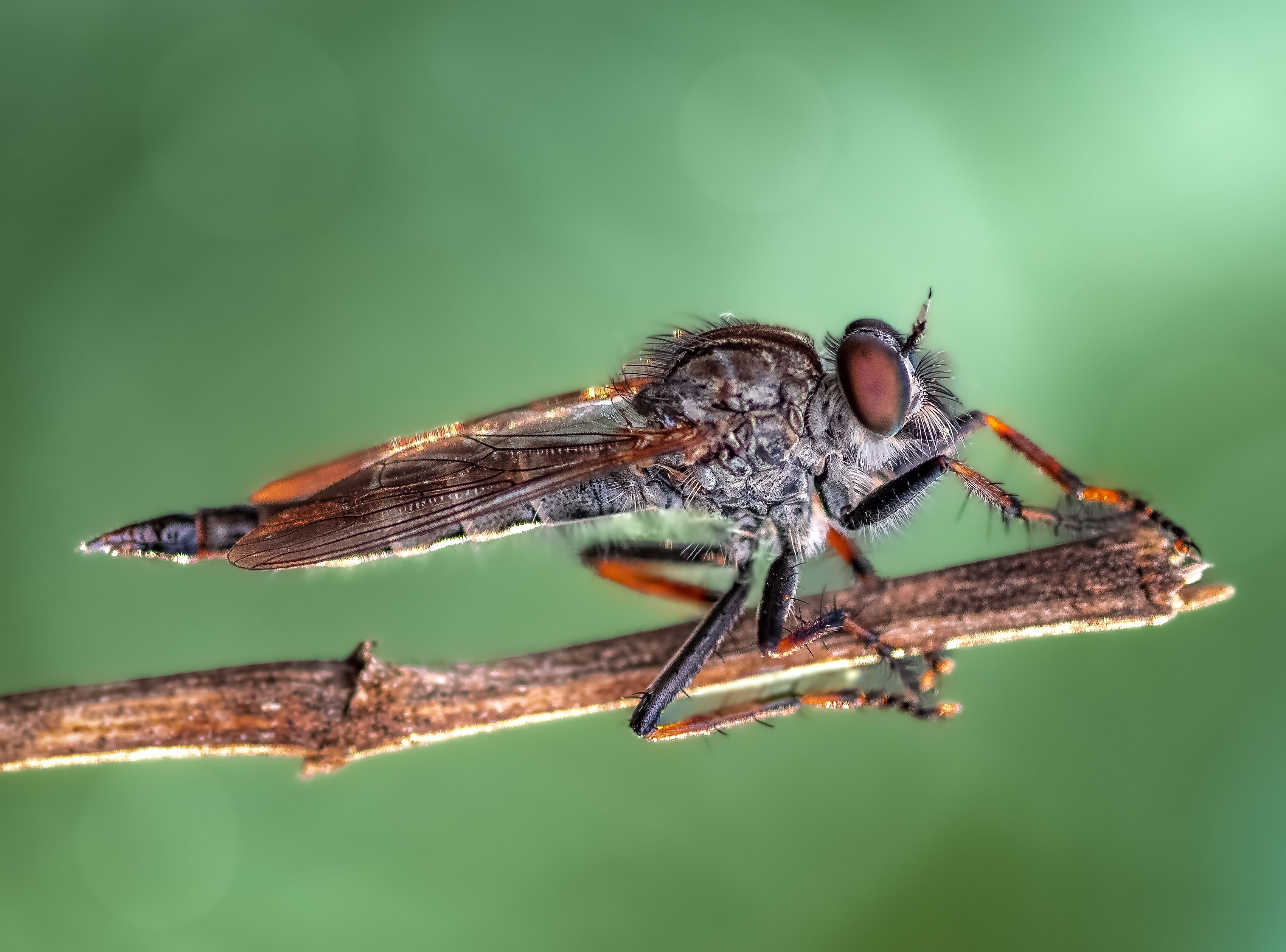 insect, fly, robber fly, robber, macro, bokeh, closeup, Atul Saluja