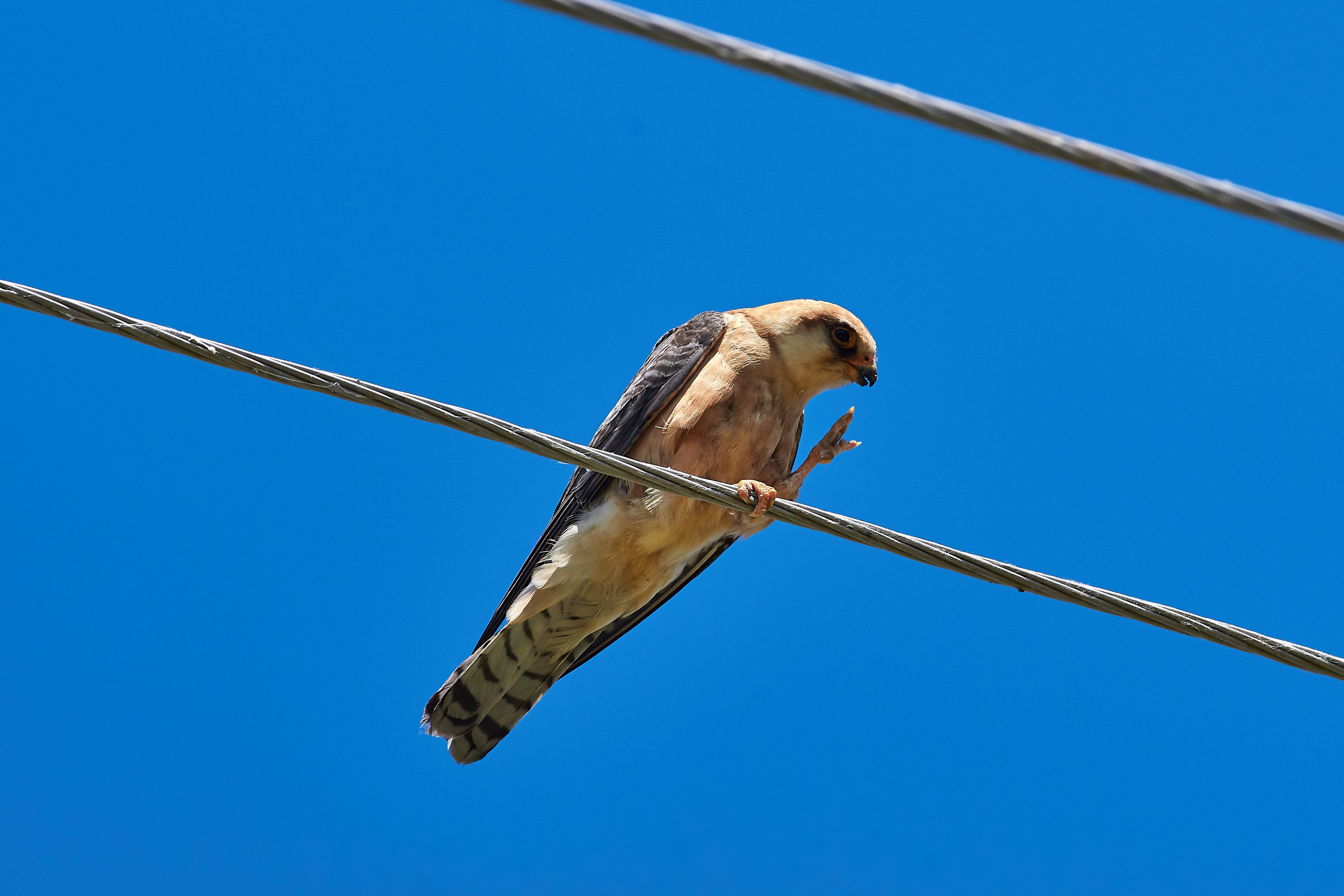 Red-footed falcon, volgograd, russia, wildlife, Falco vespertinus, , Сторчилов Павел
