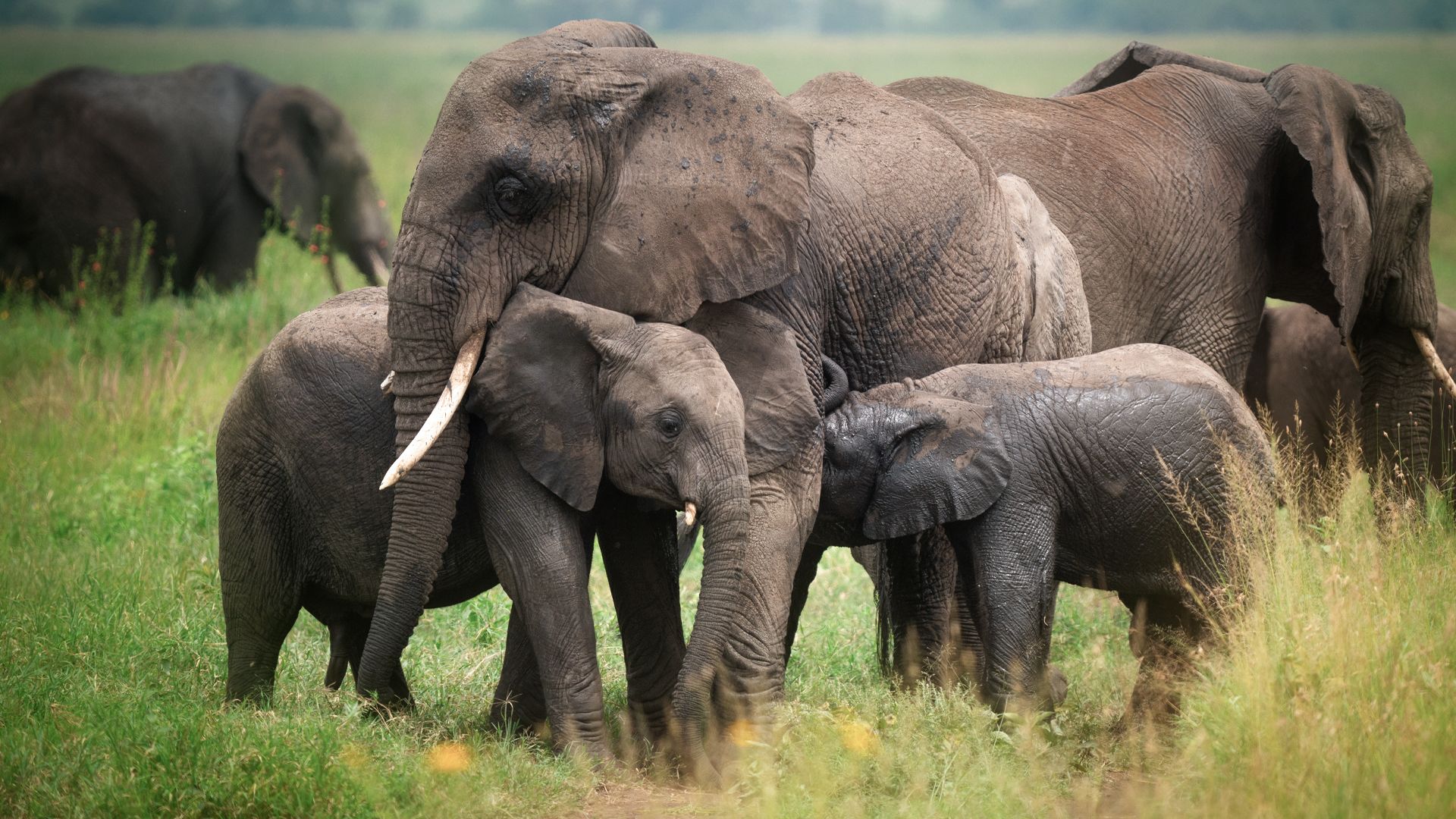 animals elephants safari africa tanzania , Artem Khazov