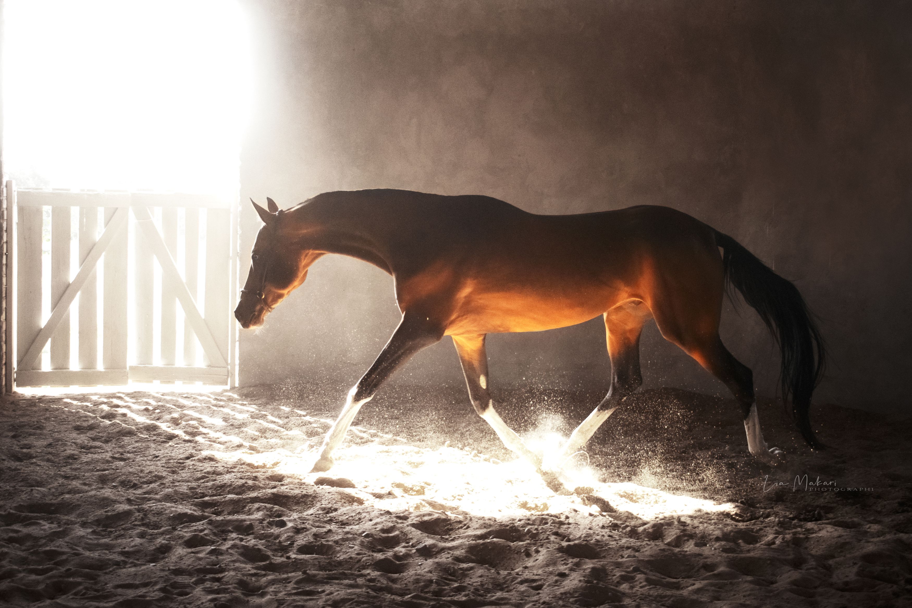 Лошадь, лошадь, ахалтекинец, horse, галоп , Lia Makari