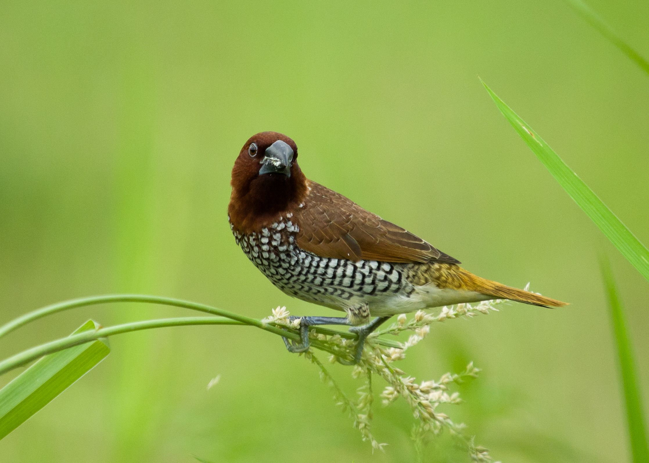 #bird #wildlife #nature #birdphotography #natgeo #animal #bangladesh, Shadab Ishtiyak