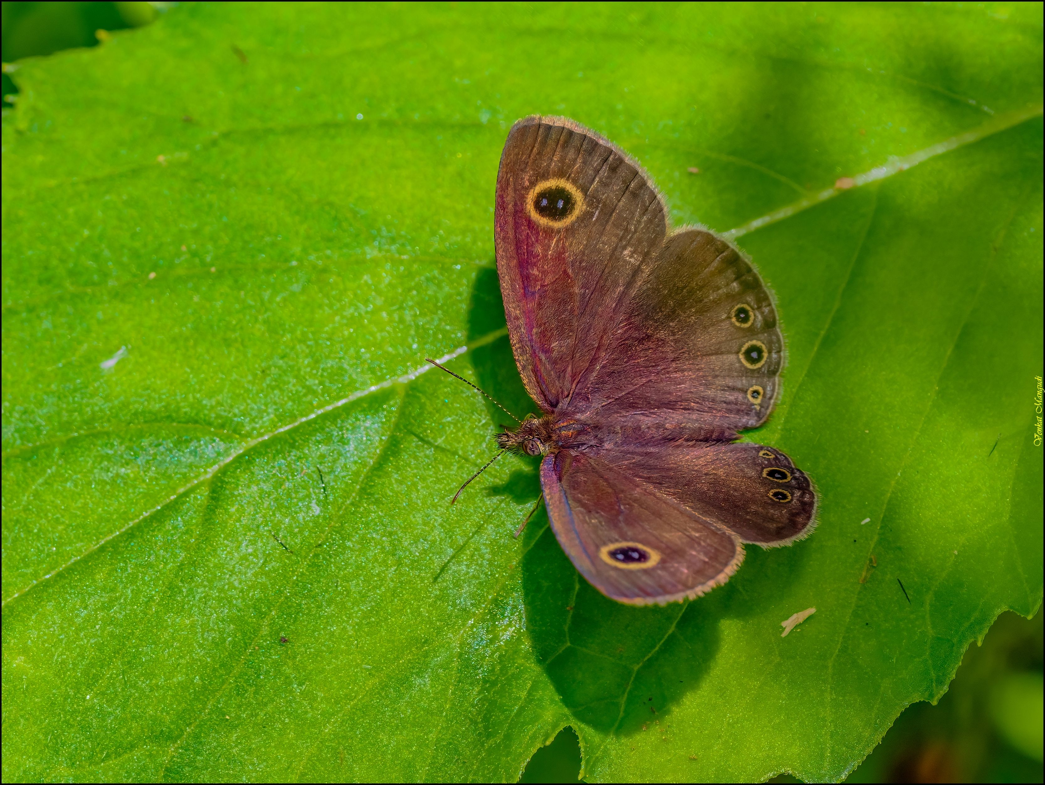 Cto должность. Чёрно-белая бабочка бархатница. Бархатница бамбуковая. Common four. Cto в компании.