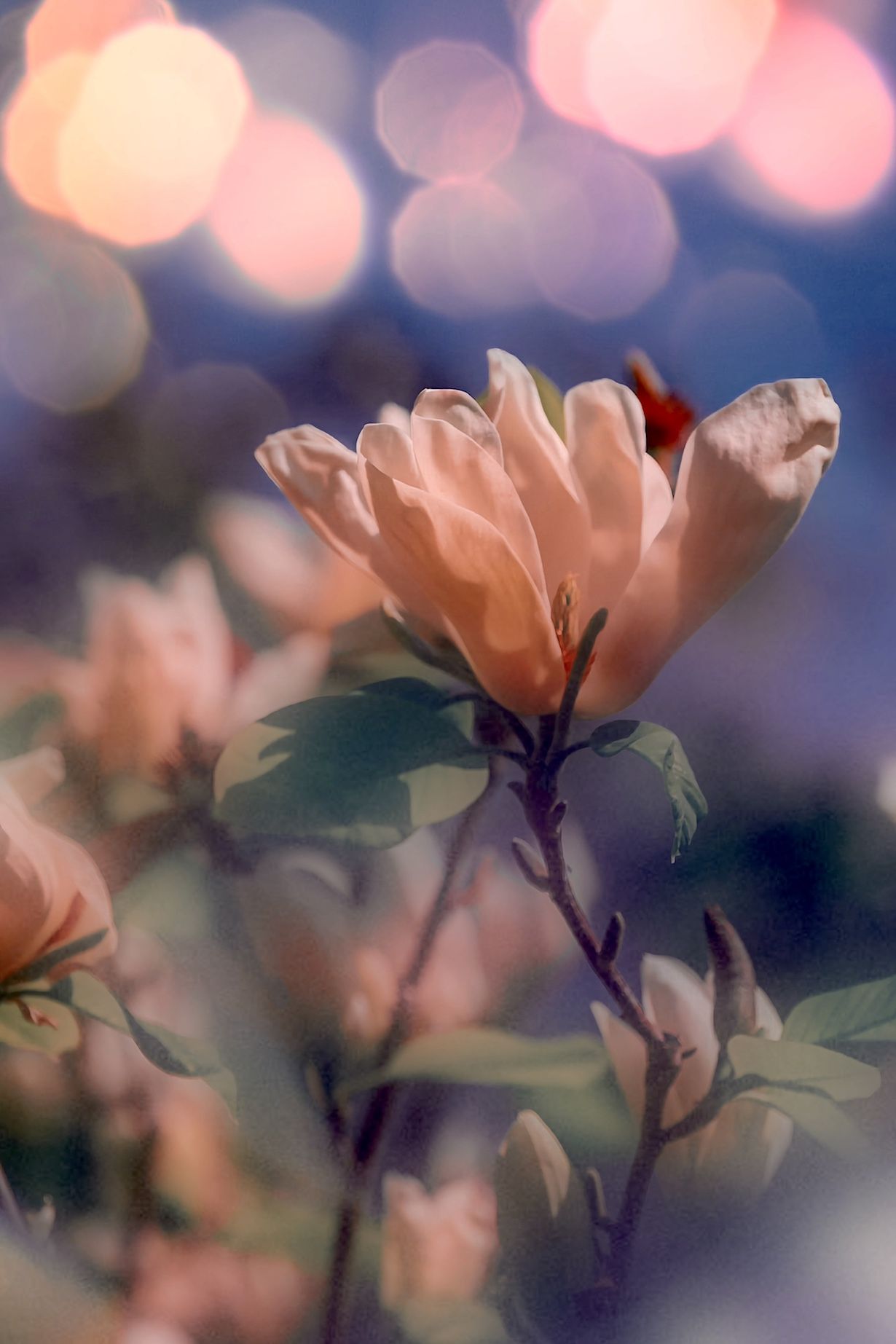 макро, macro, цветы, flowers, магнолия, magnolia, весна, spring, Julia Kaissa